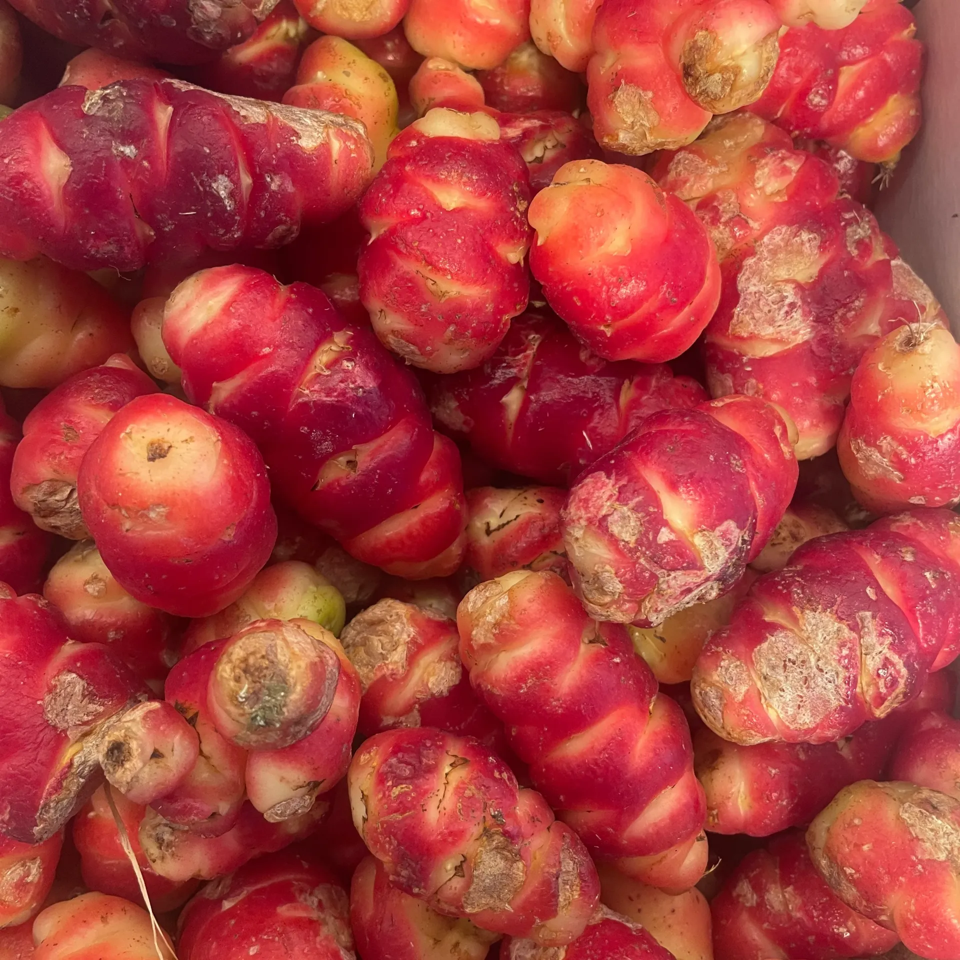 OCA du Pérou — Bretagne