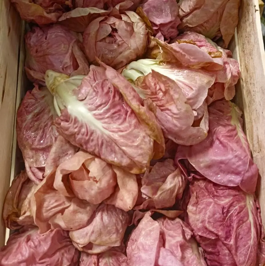 RADICCHIO Rose  — Az Agr Pentassuglia, Italie