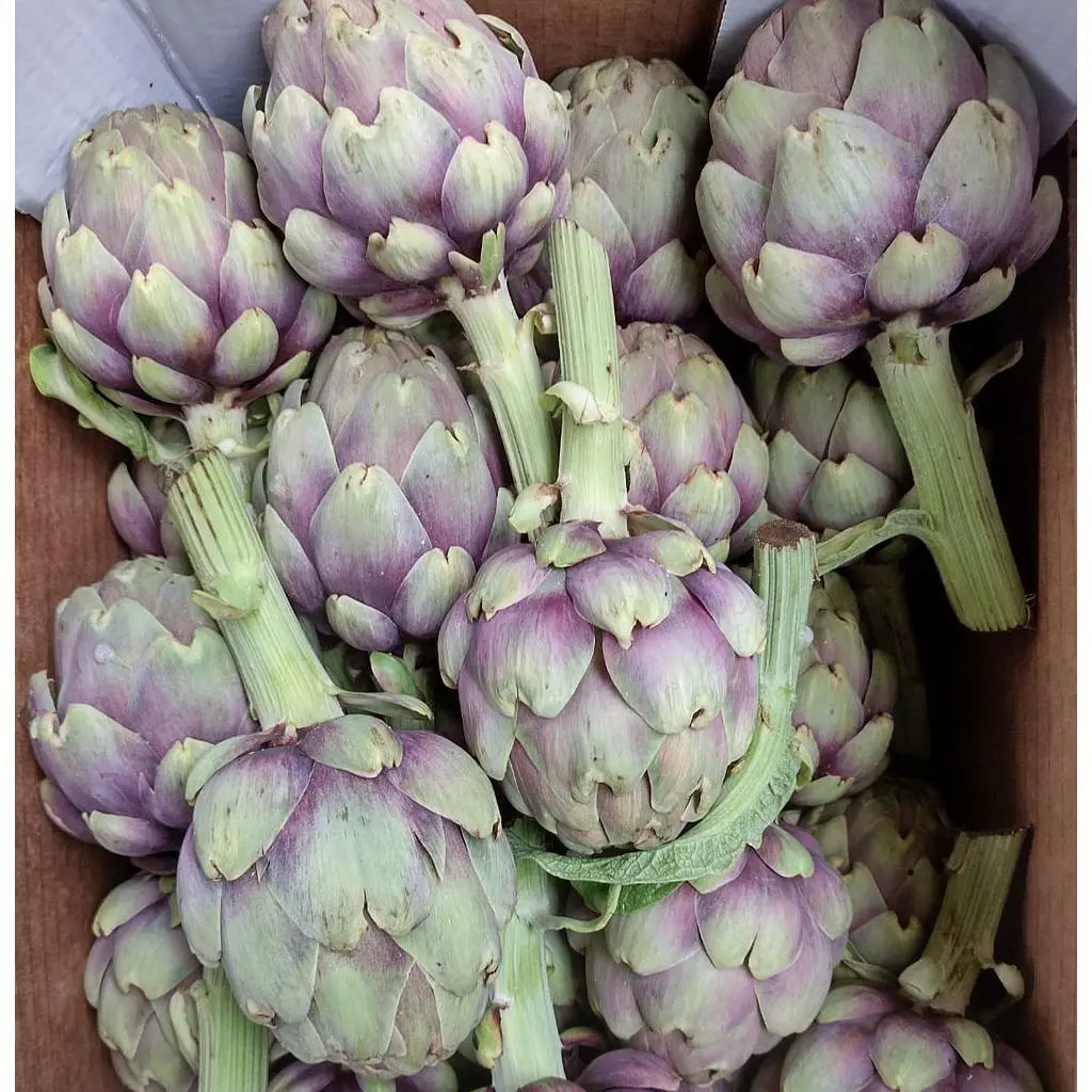 ARTICHAUT Thema /PCE - Andrea Concas, Sicile