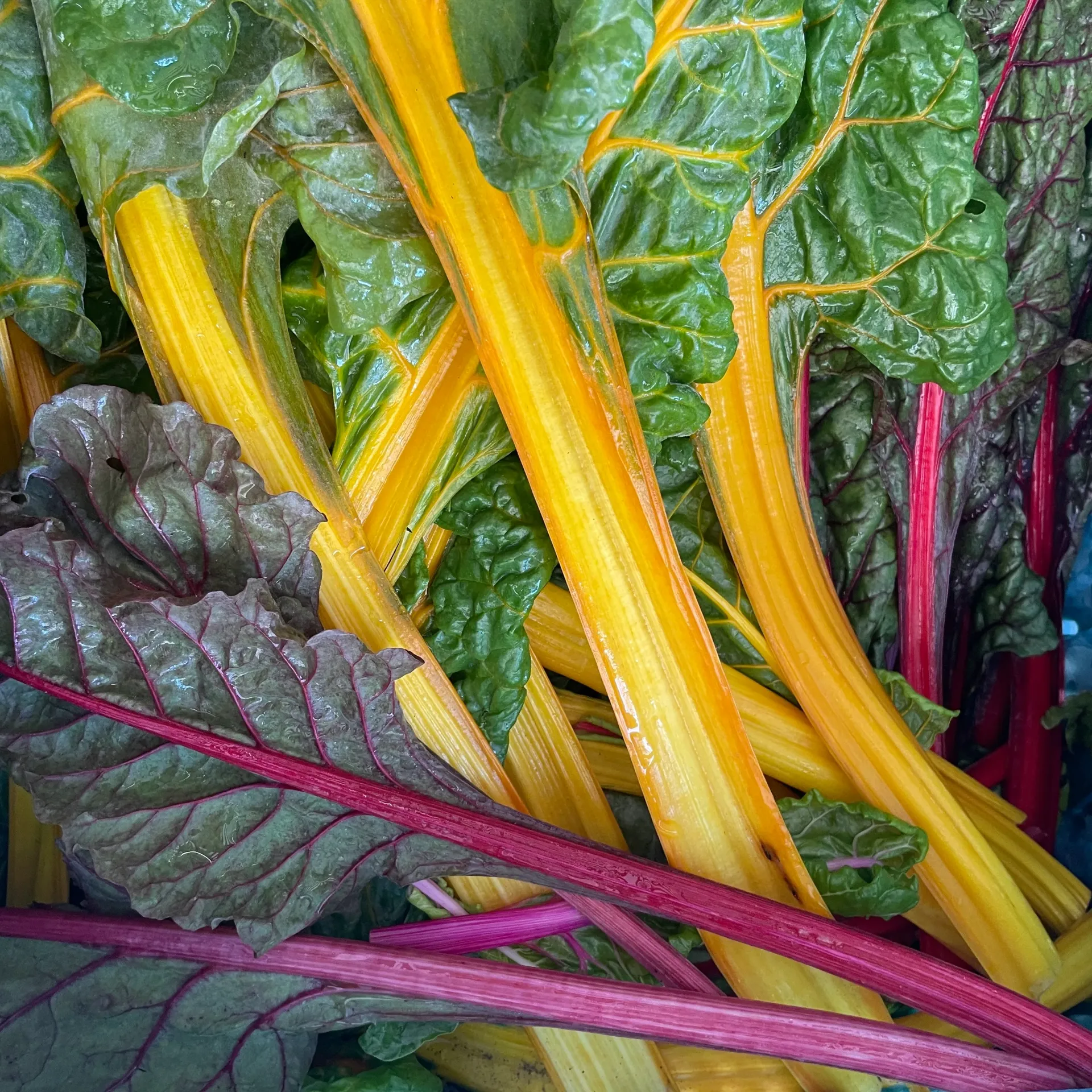 BLETTE COLORÉE Bio — De Blauwe Spie
