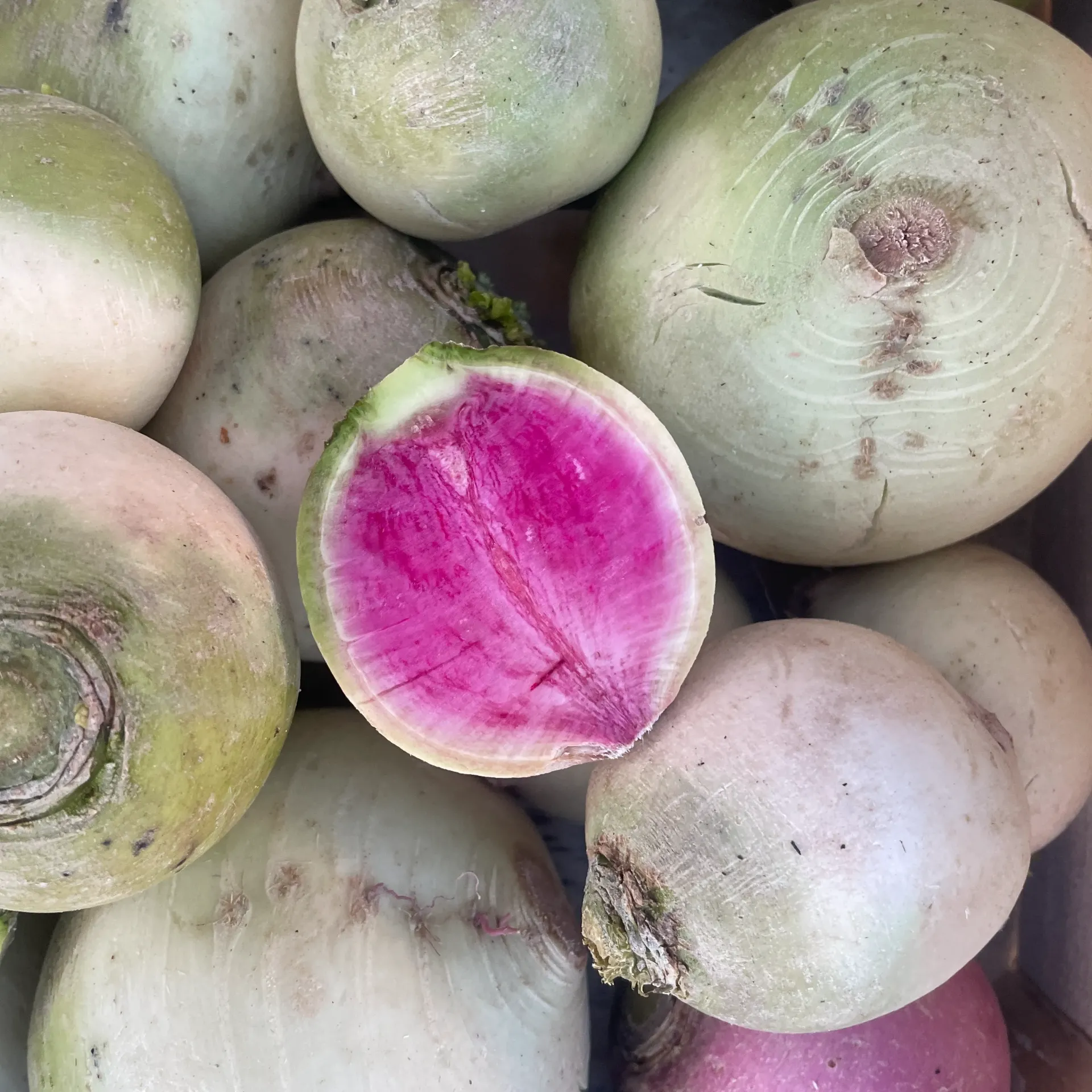 RADIS RED MEAT — France