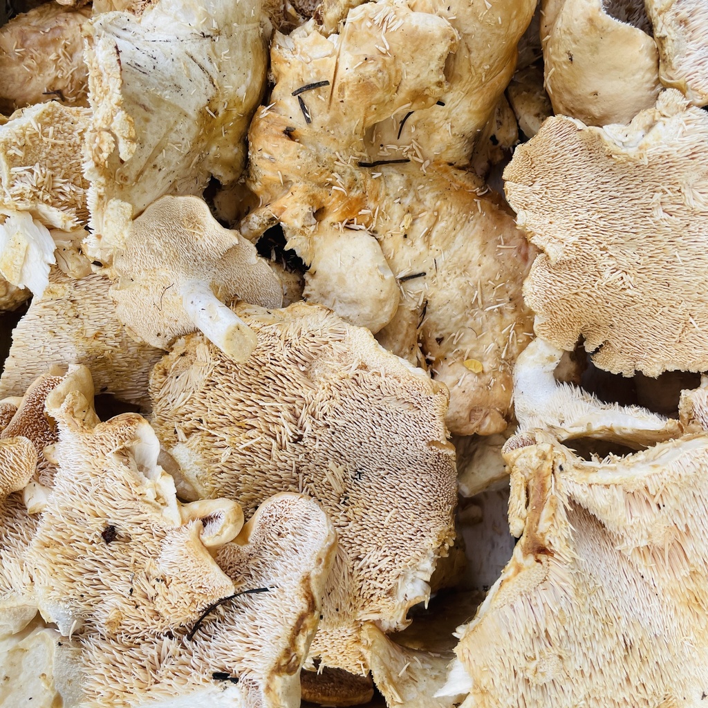 PIED DE MOUTON — Espagne