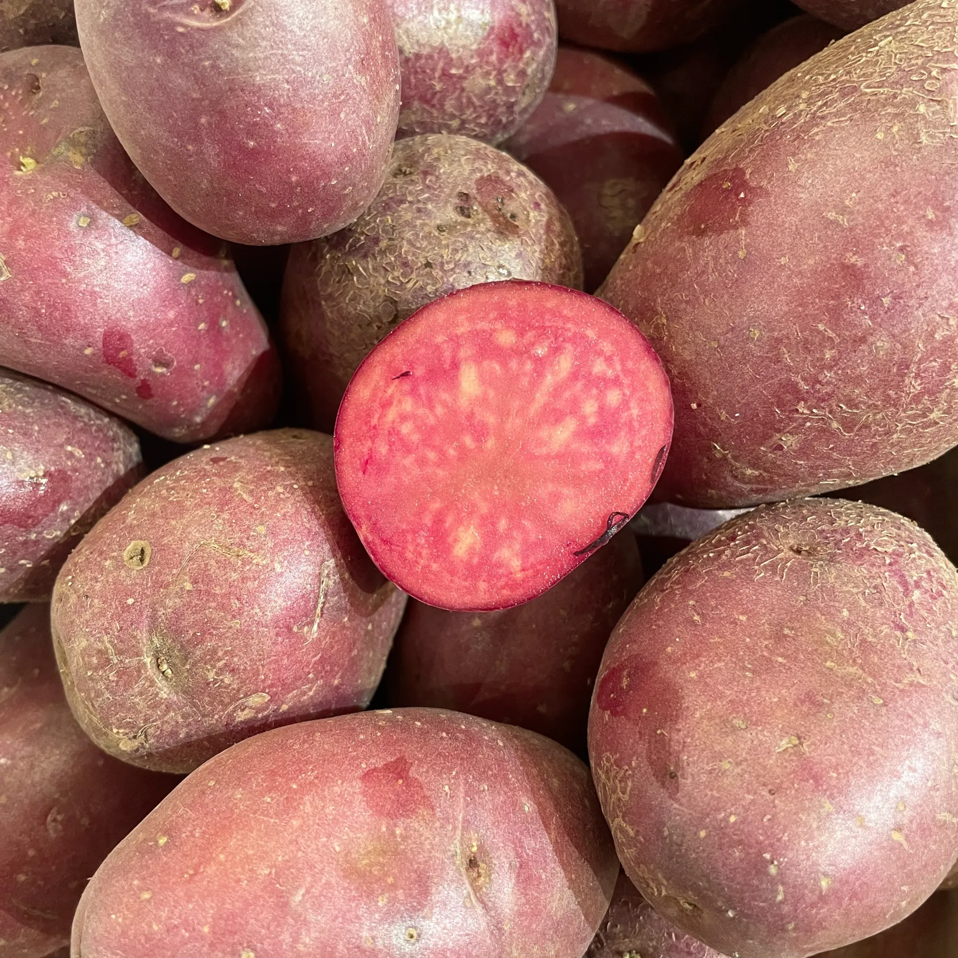 PDT LILY ROSE  — Bayard