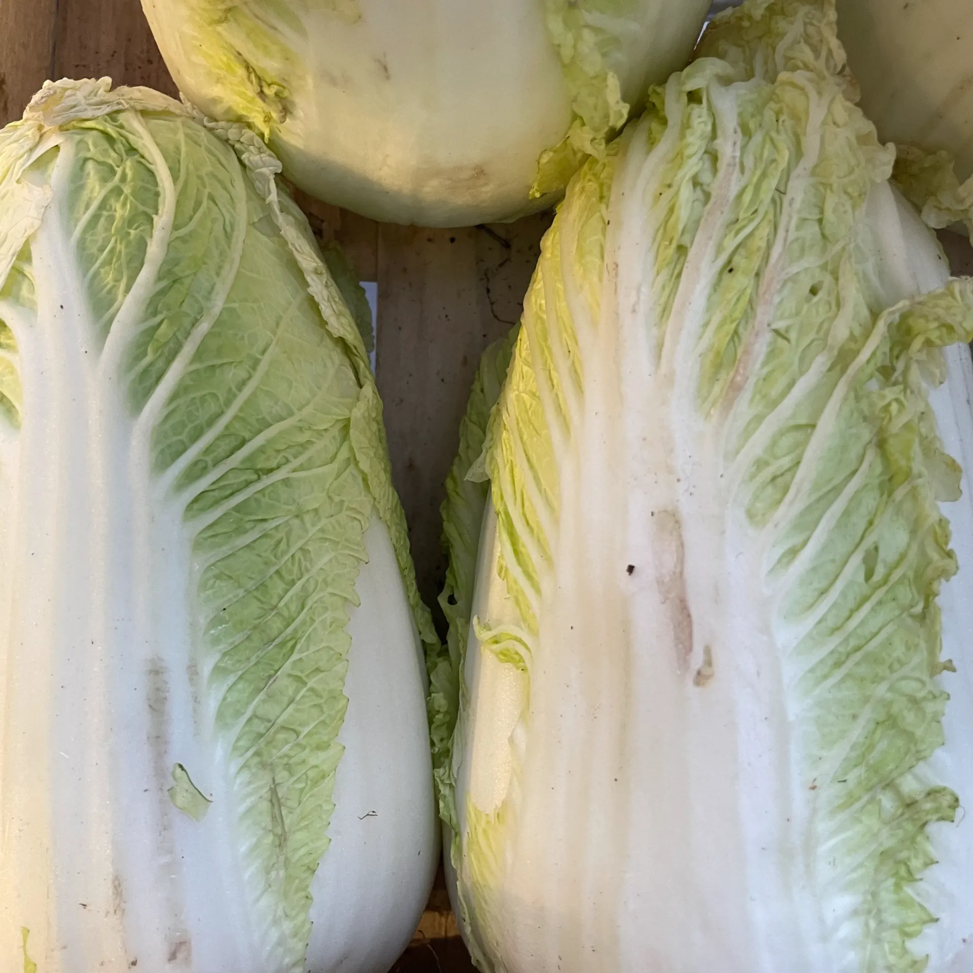 CHOU CHINOIS /PCE — France