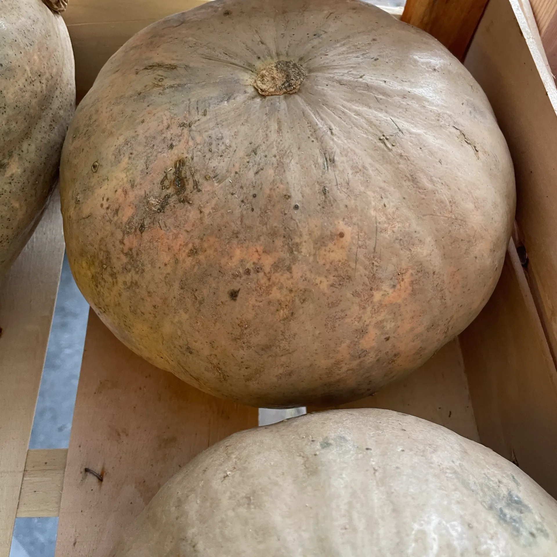 COURGE VERTE VANITY bio  — Carlo Visini, Casina Lavachiello, Italie