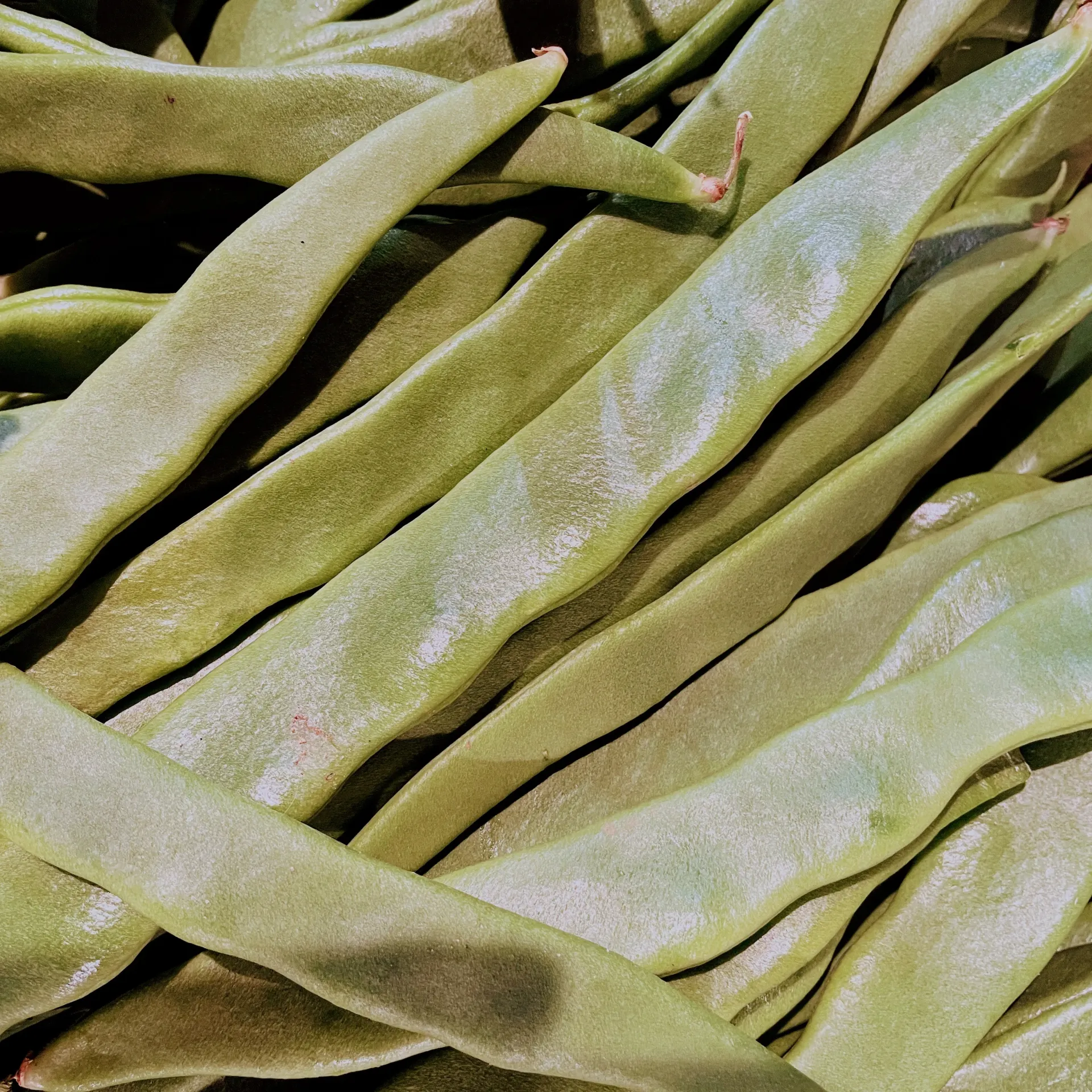 HARICOT PLAT bio — Giorgio Battaglia, Valdibella, Italie