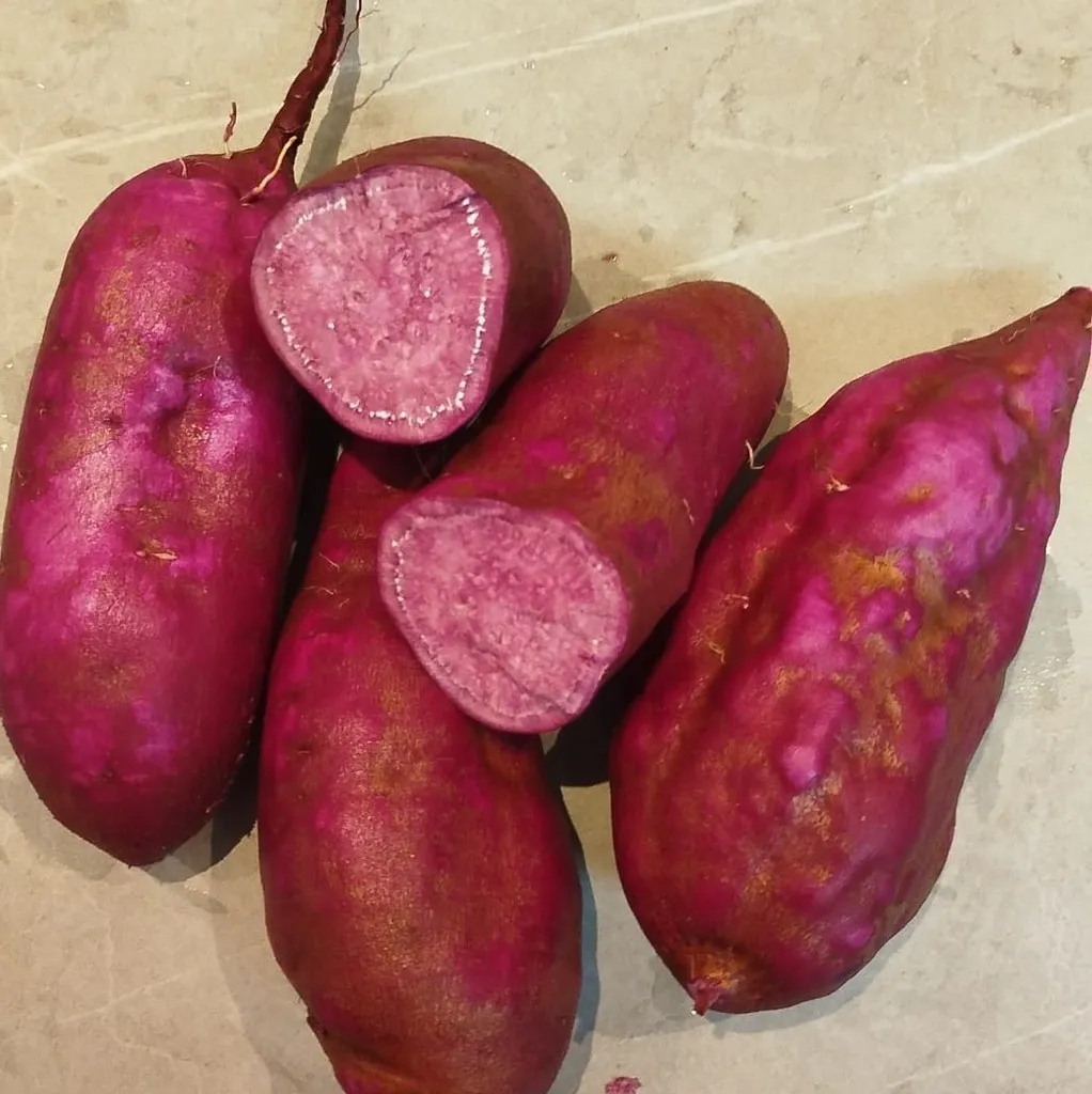 PATATE DOUCE "Pepita Red" bio — Antonio Torcuato, Espagne