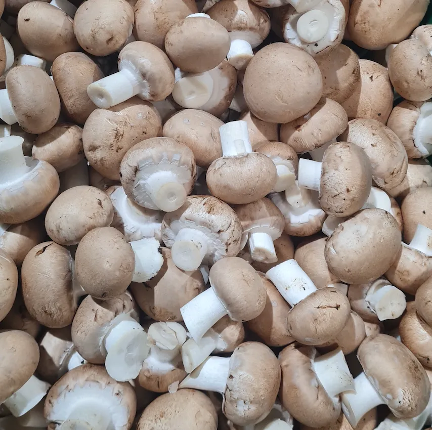 BLONDS DE PARIS — Chamrova