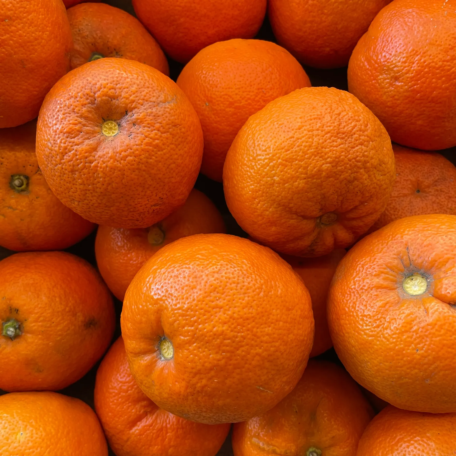 ORANGE AMERE — Sicile