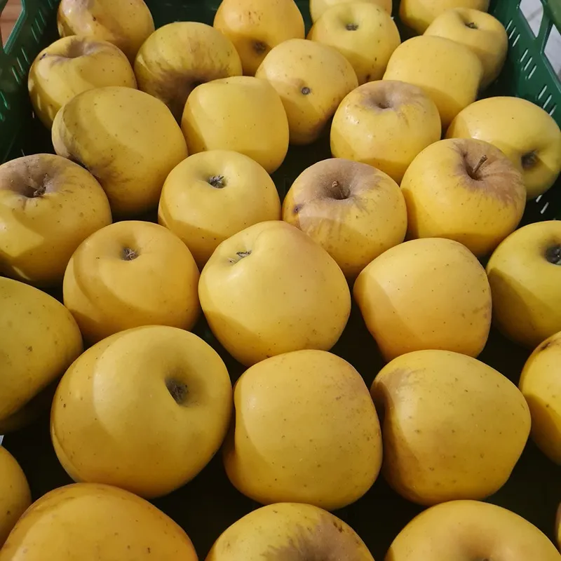 POMME GOLDEN Delicious — Mouneyrac, France