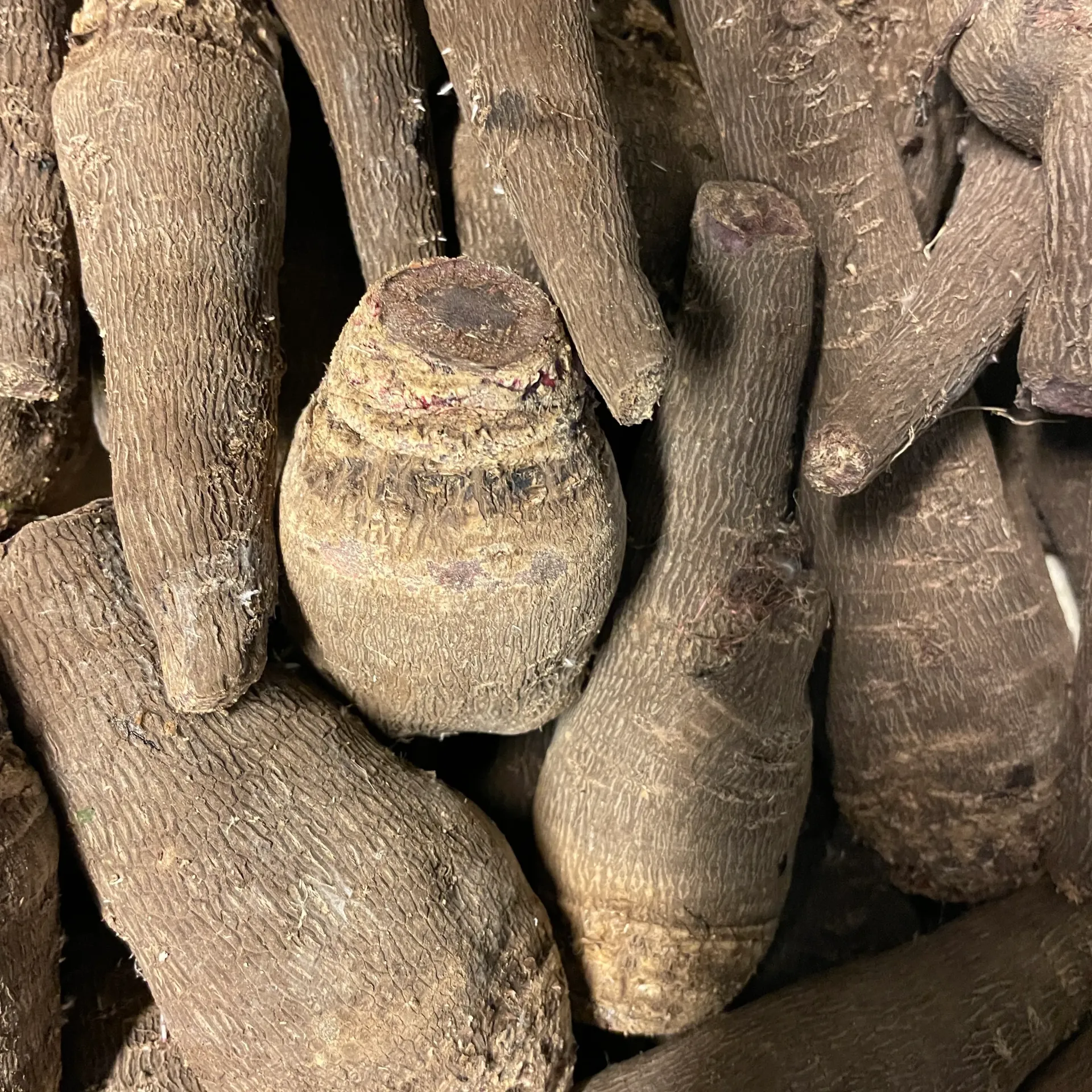 BETTERAVE CRAPAUDINE bio — Ferme Ty Coz, Saint-Paul, Bretagne