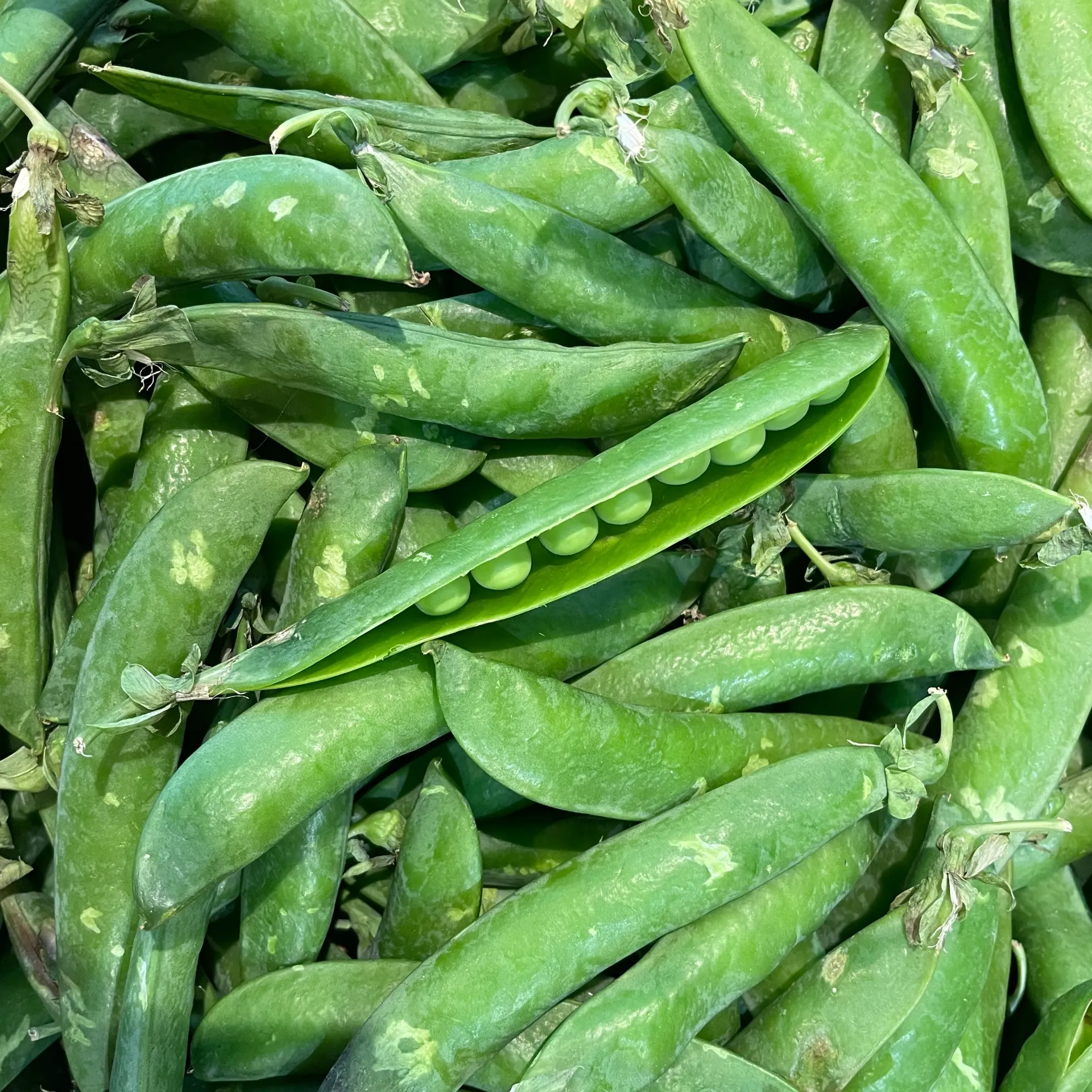 PETIT POIS — Italie