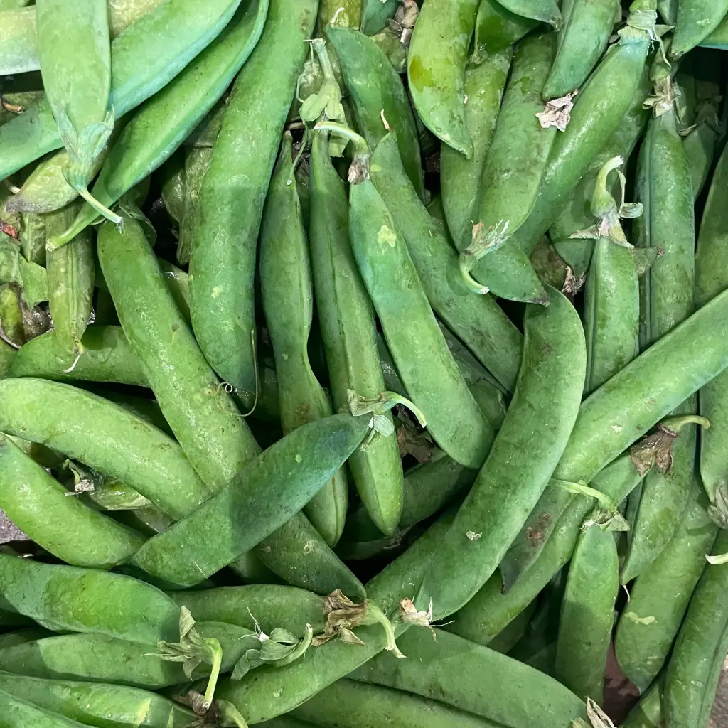 PETITS POIS — Italie