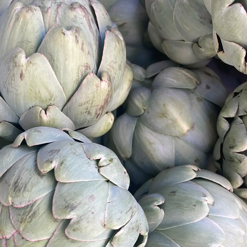 ARTICHAUT Green Queen — France