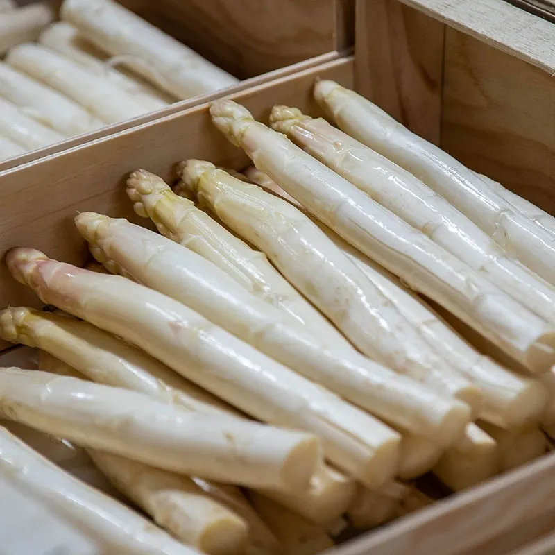 ASPERGE BLANCHE 22+ — François Mathio, Saubion, Landes