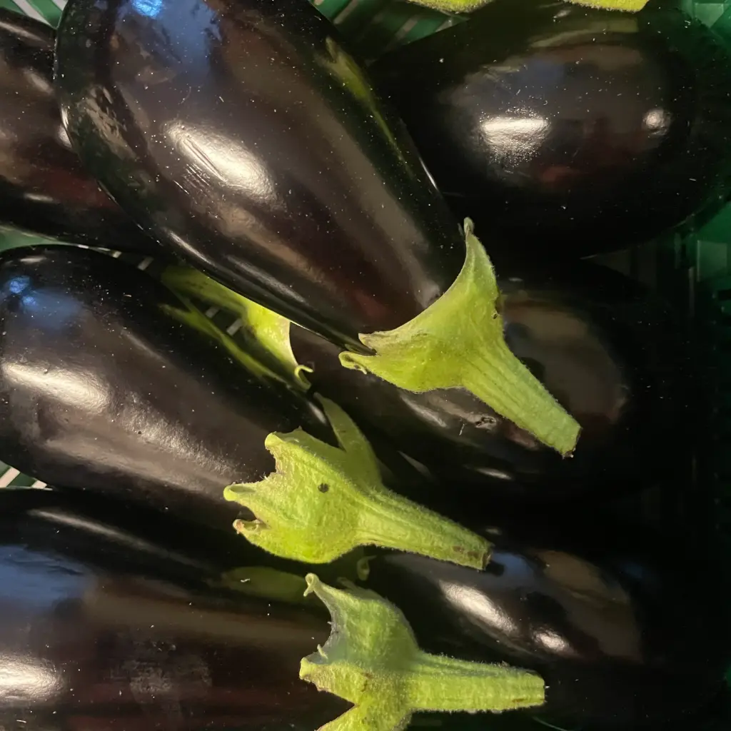 AUBERGINE bio — GIOVANNA LAURA (BIONATURA)