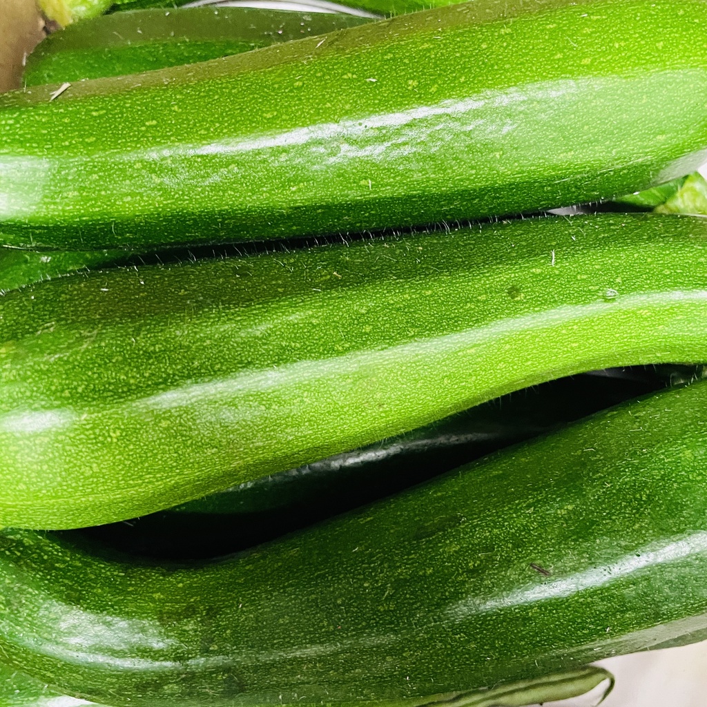 COURGETTE — Caire-Vissa, Eyguières, Provence