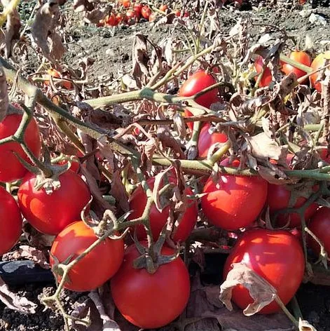 TOMATE SAN MARZANO — Giorgio Battaglia, Comiso, Sicile