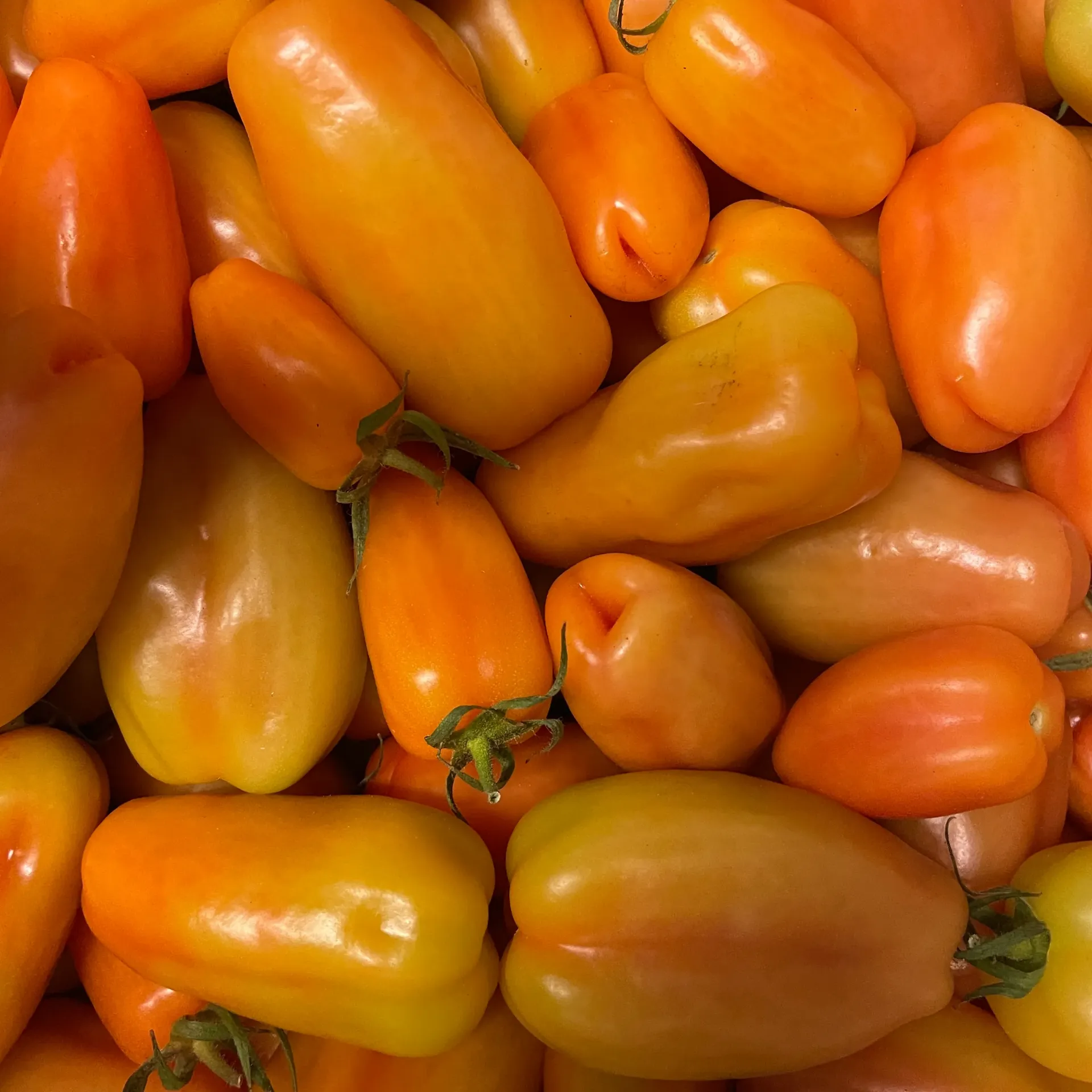 TOMATE SAN MARZANO — Giorgio Battaglia, Comiso, Sicile
