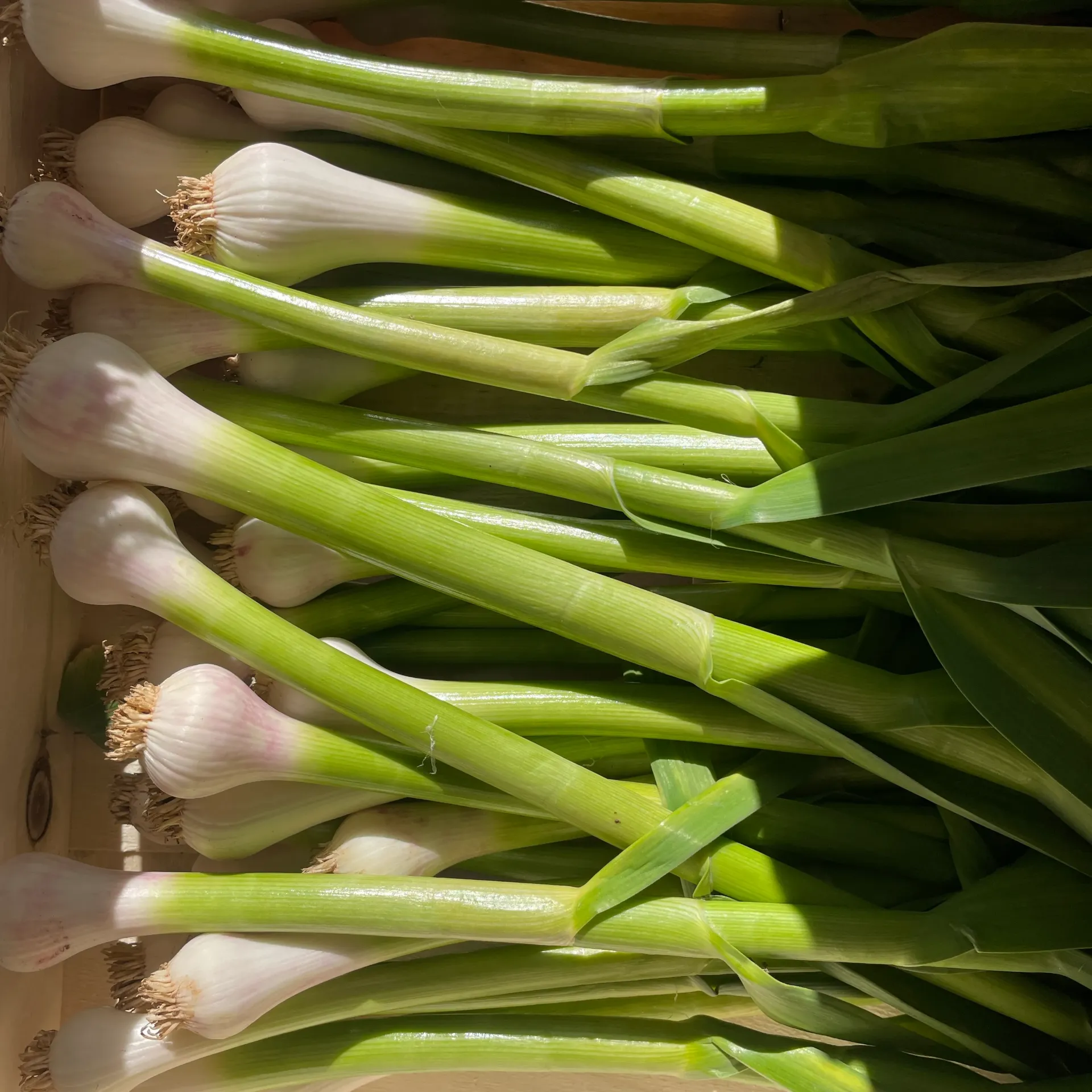 AIL FRAIS — Antonio Tesini, Ca'Magre