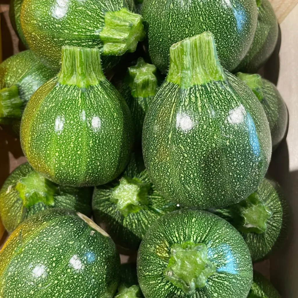 COURGETTE RONDE bio — De Blauwe Spie