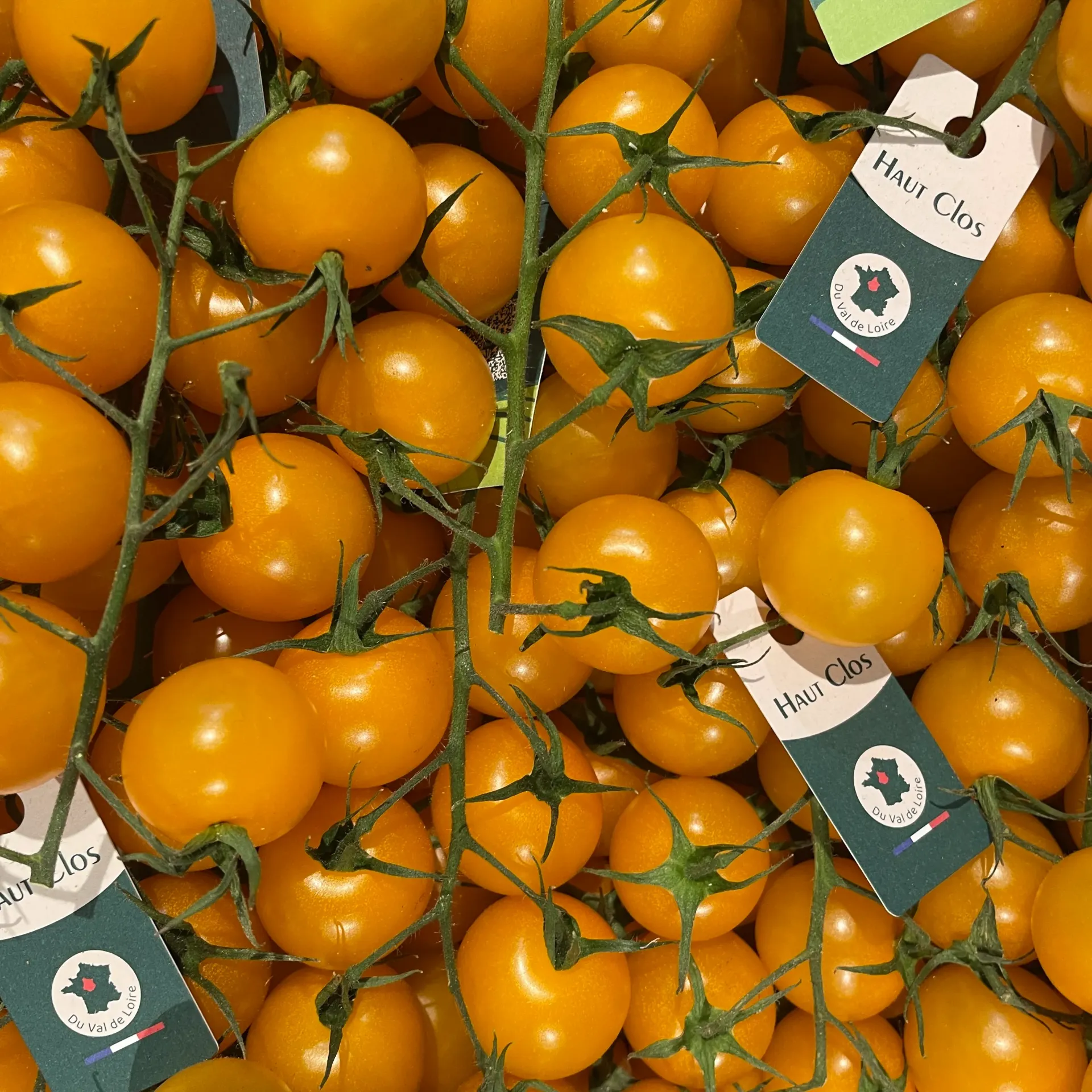TOMATE CERISE Jaune — Haut Clos, Avoine, Loire