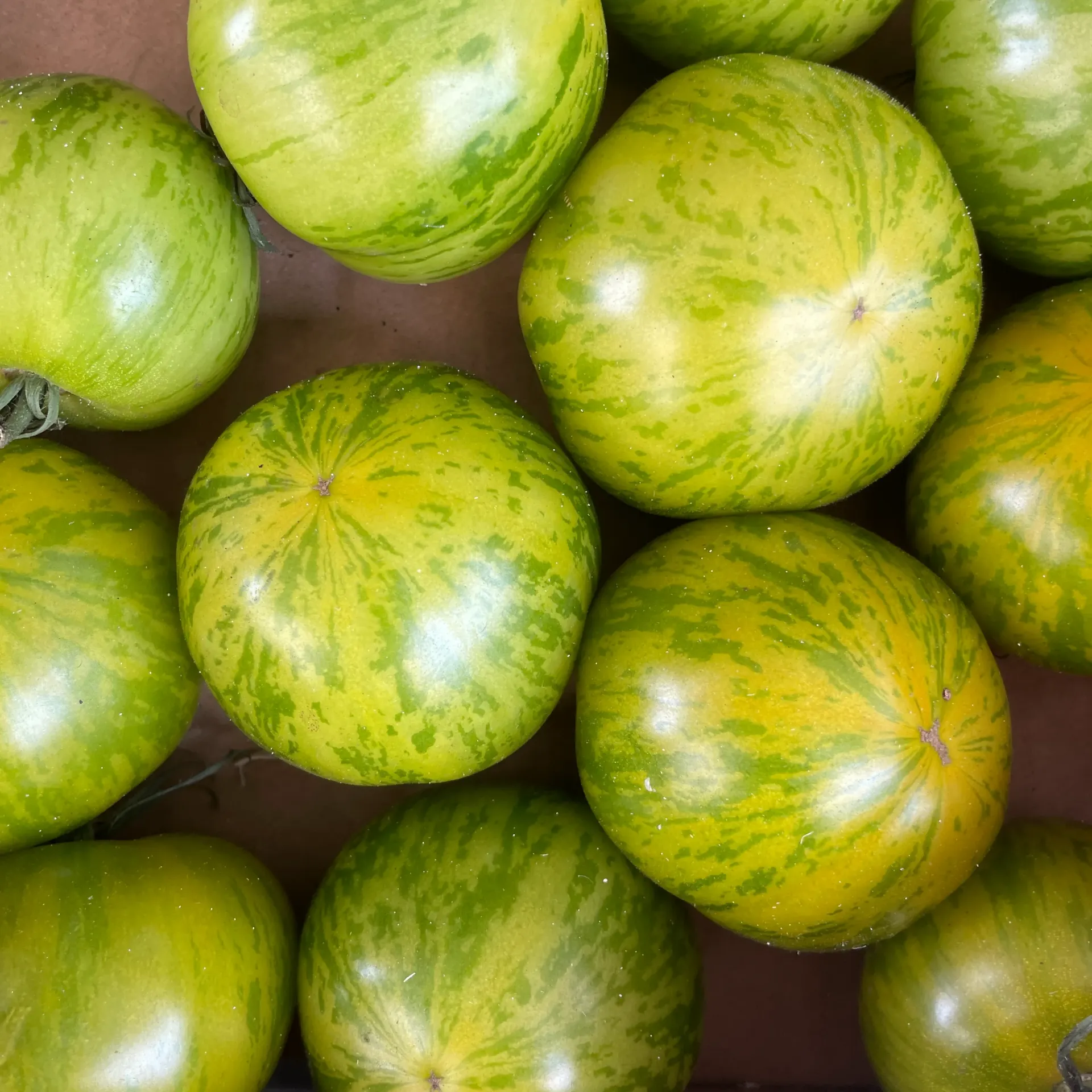 TOMATE GREEN ZEBRA — Les Cailloux, Famille Boyer, Rognonas