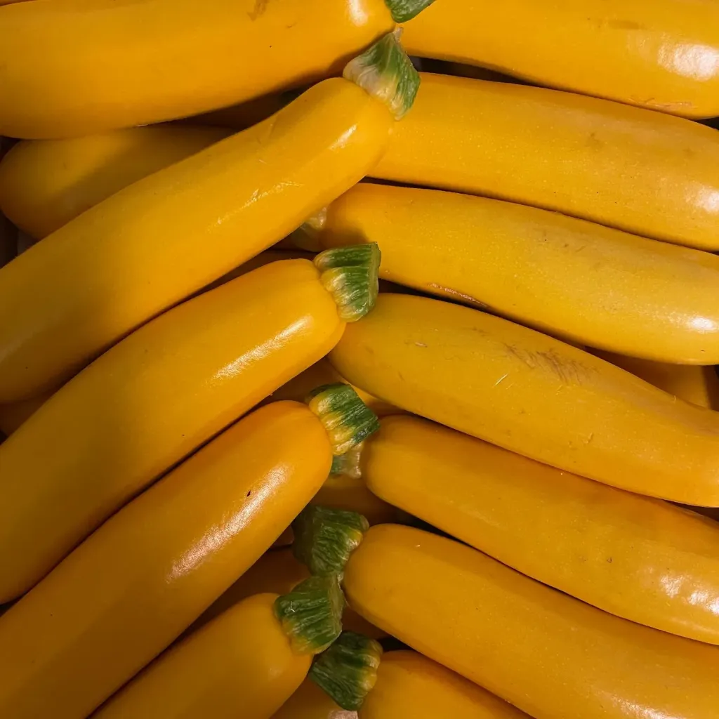 COURGETTE JAUNE — Provence