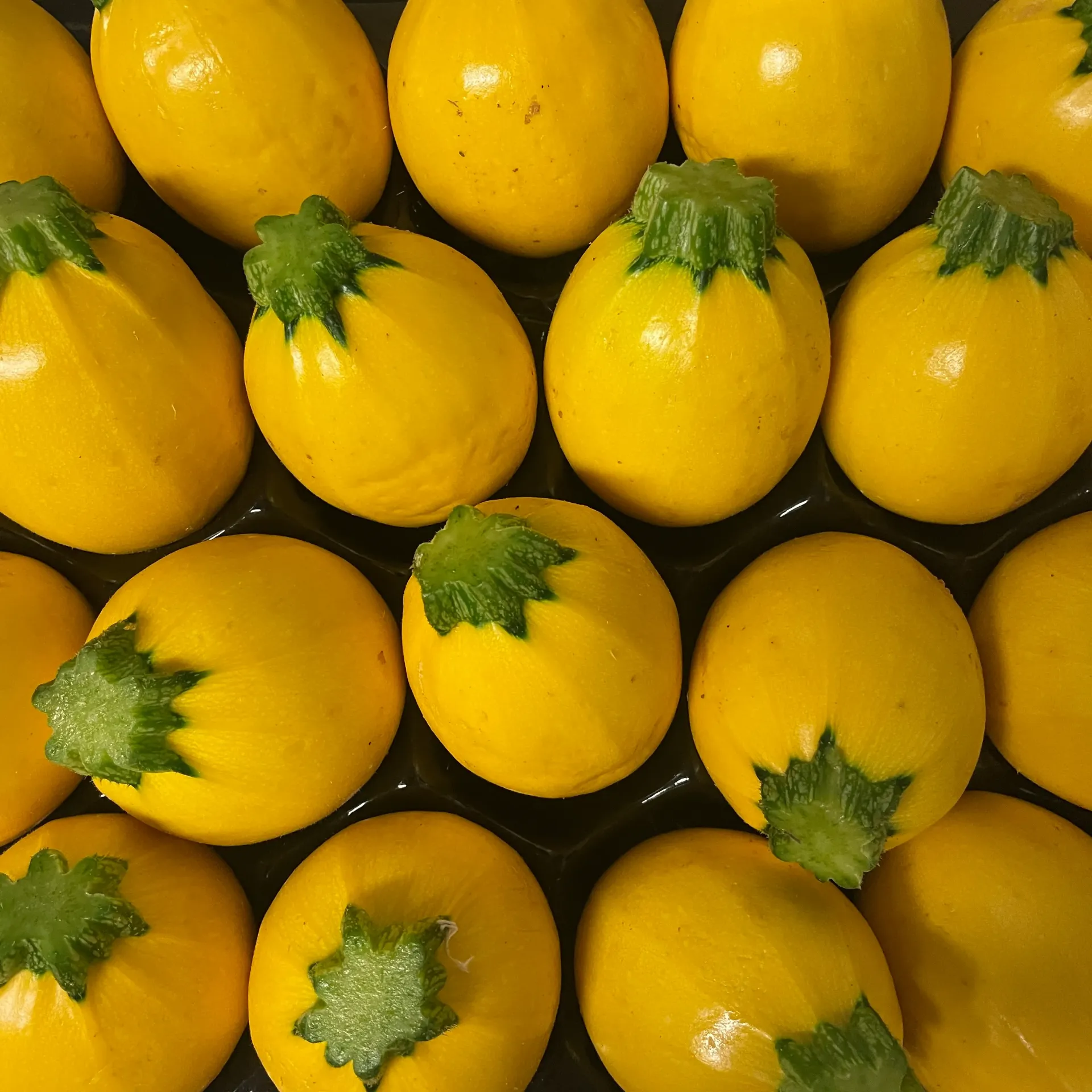 COURGETTE RONDE Jaune — Laurent Vissa, Eyguières, Provence