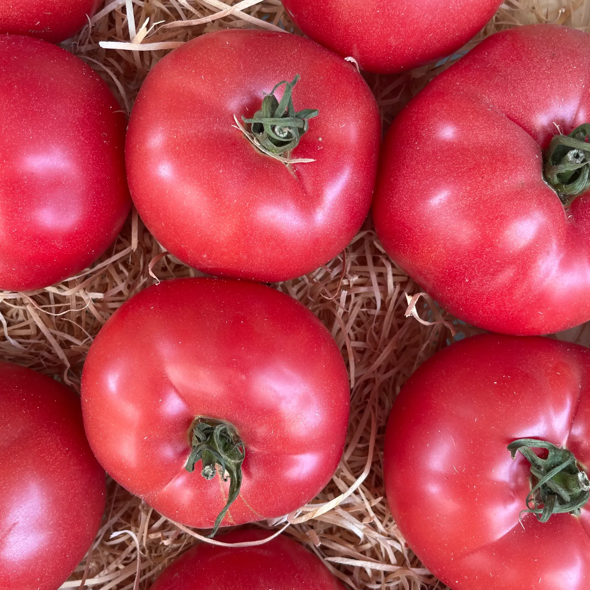 TOMATE ROSE DE BERNE — Famille Boyer, Les Cailloux, Rognonas