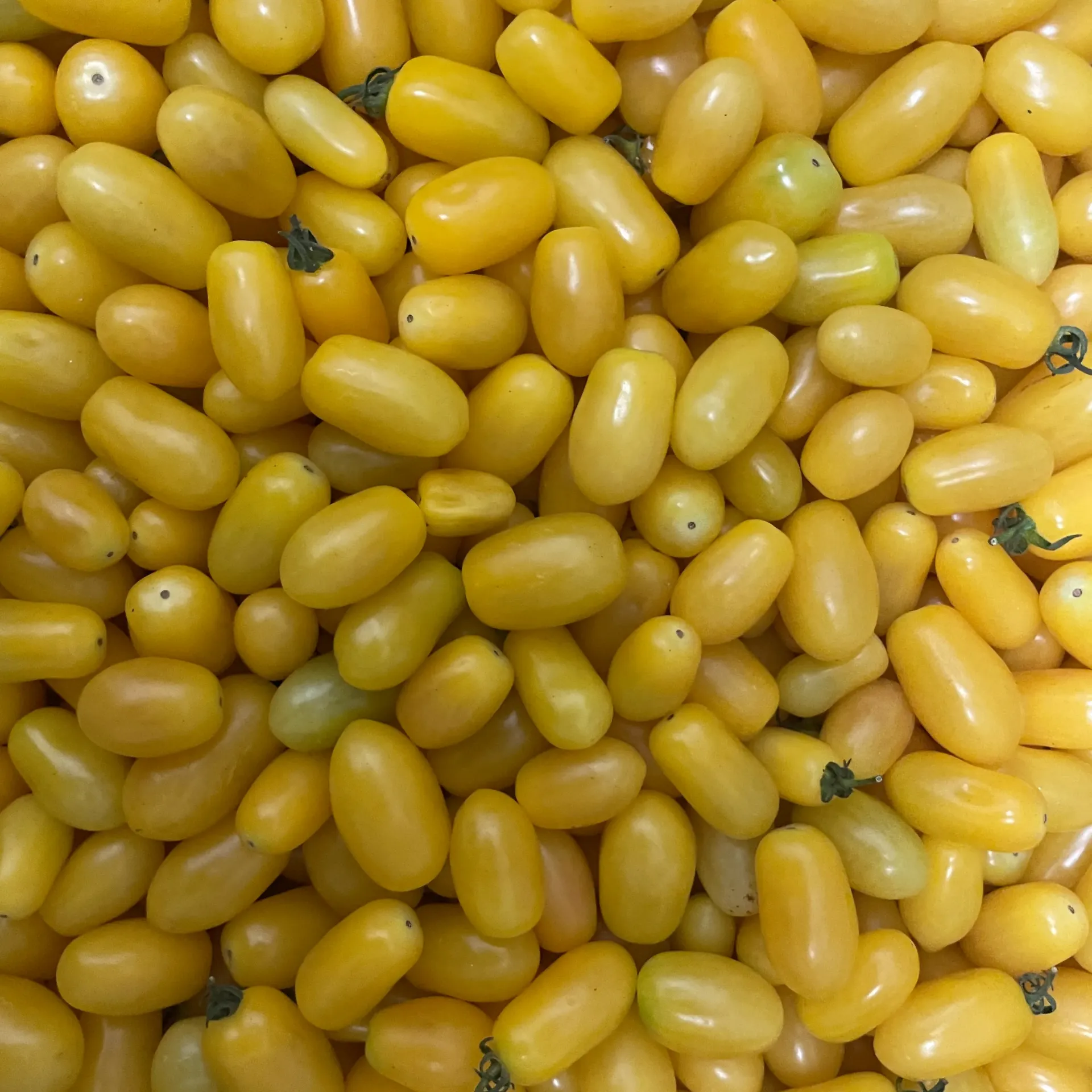 TOMATES DATTERINO Jaune bio — Giorgio Battaglia, Comiso, Sicile