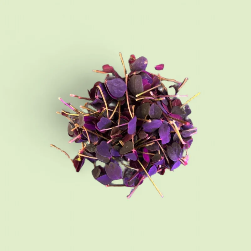 OXALYS Feuilles de Petites — Champerché, Sartrouville