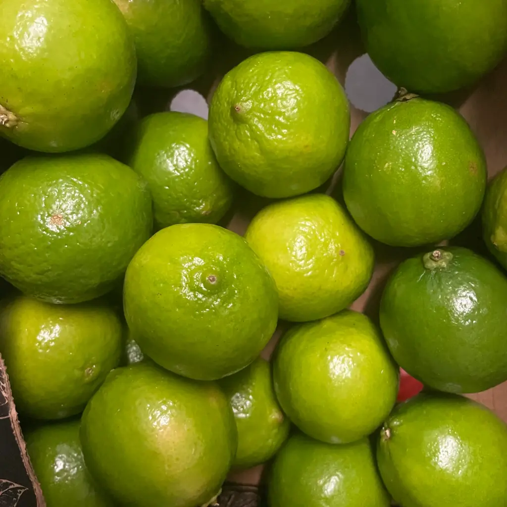CITRON VERT LIME bio — L'Agrumiste, Maroc