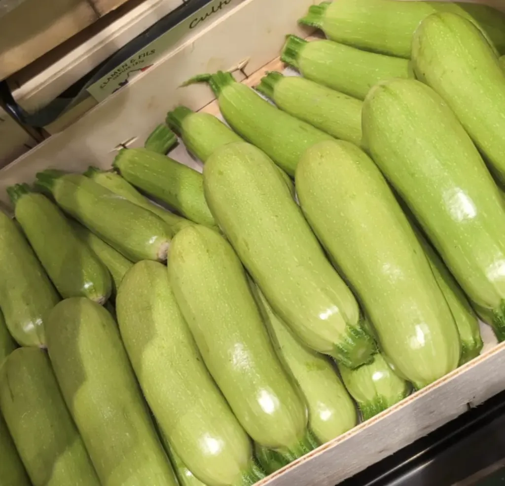 COURGETTE Blanche — Clamen Fils, Châteaurenard, Provence