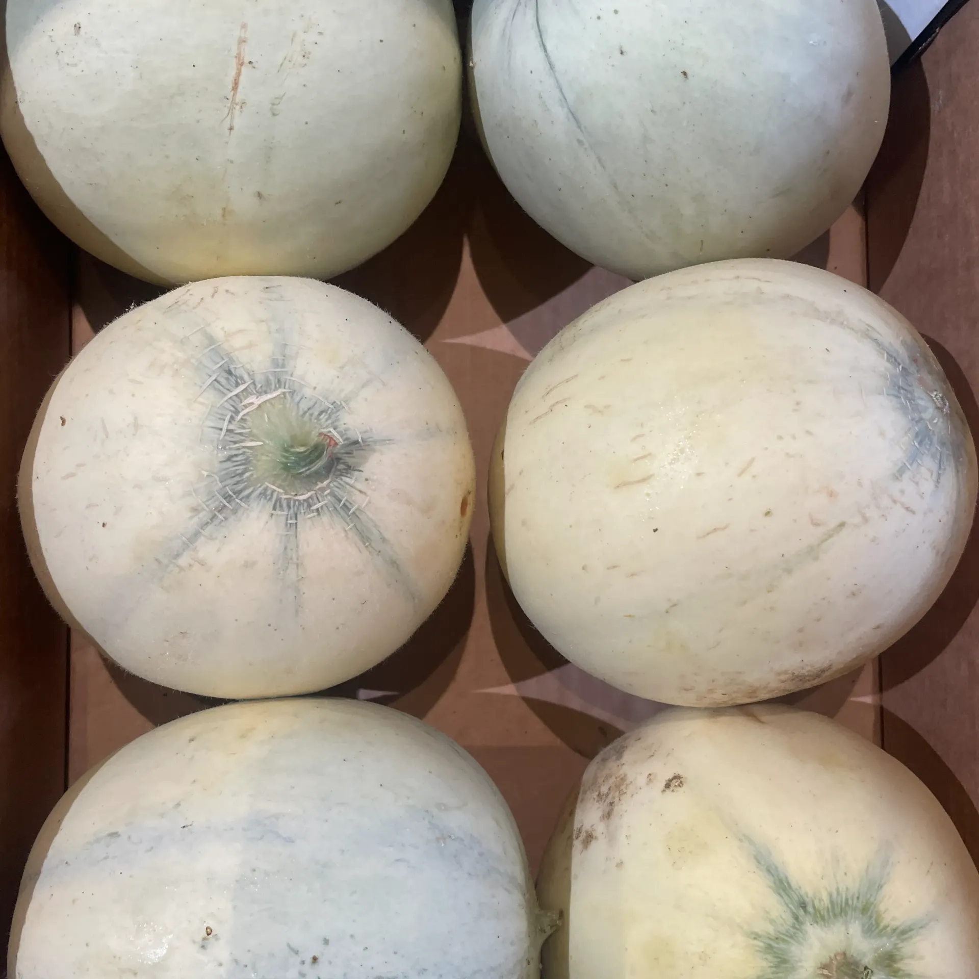 MELON "Honey Moon" — Lorenzo Cavalli, Pomarico, Puglia