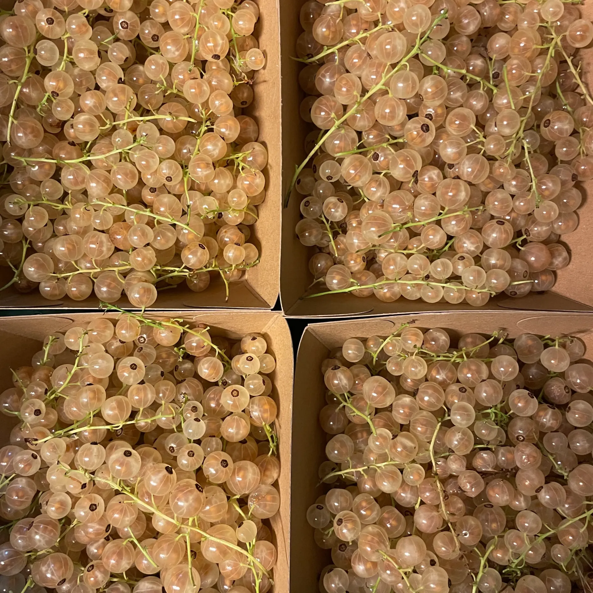 GROSEILLE Blanche — Frambiosa y Besos, Furne, Westhoek