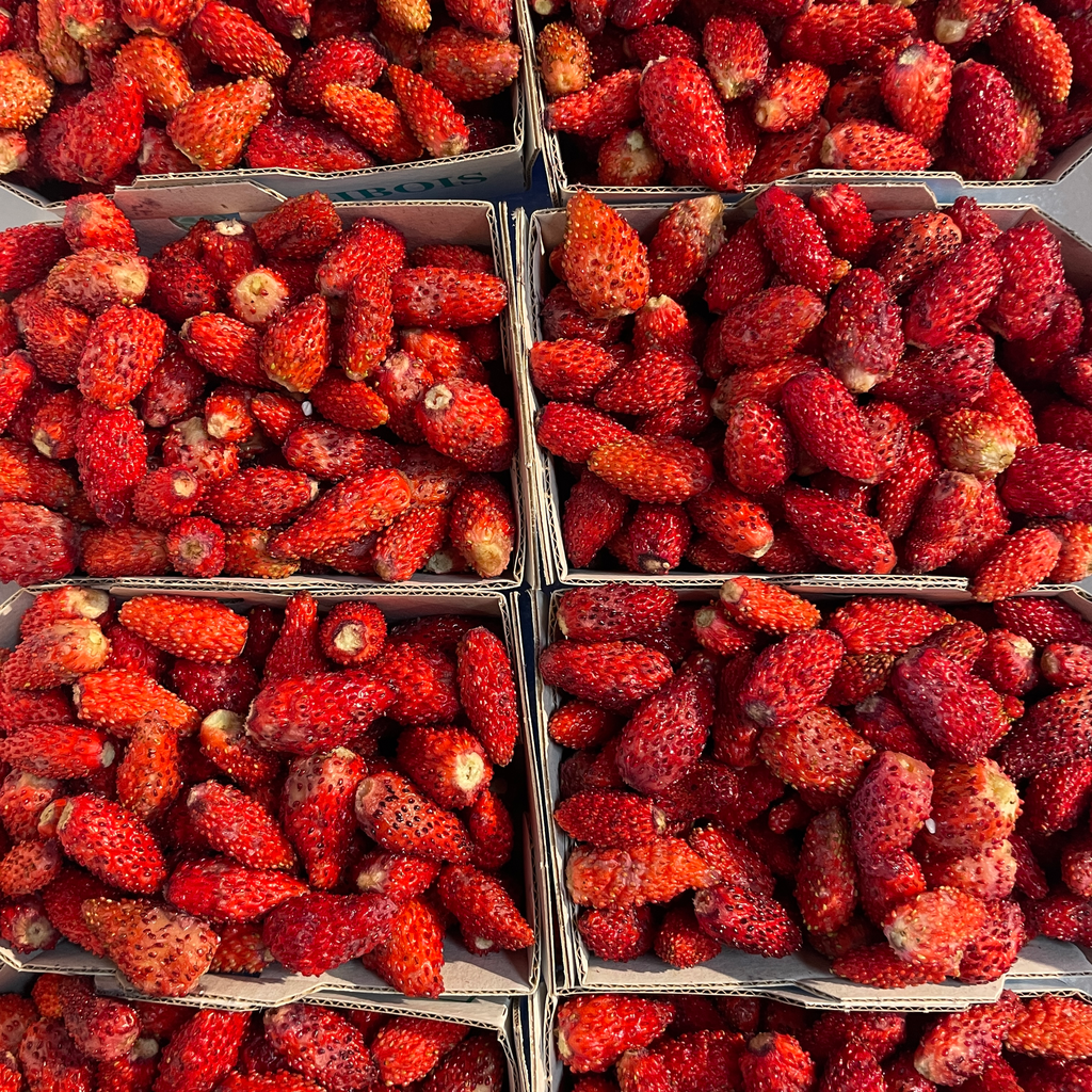 FRAISE des Bois — France
