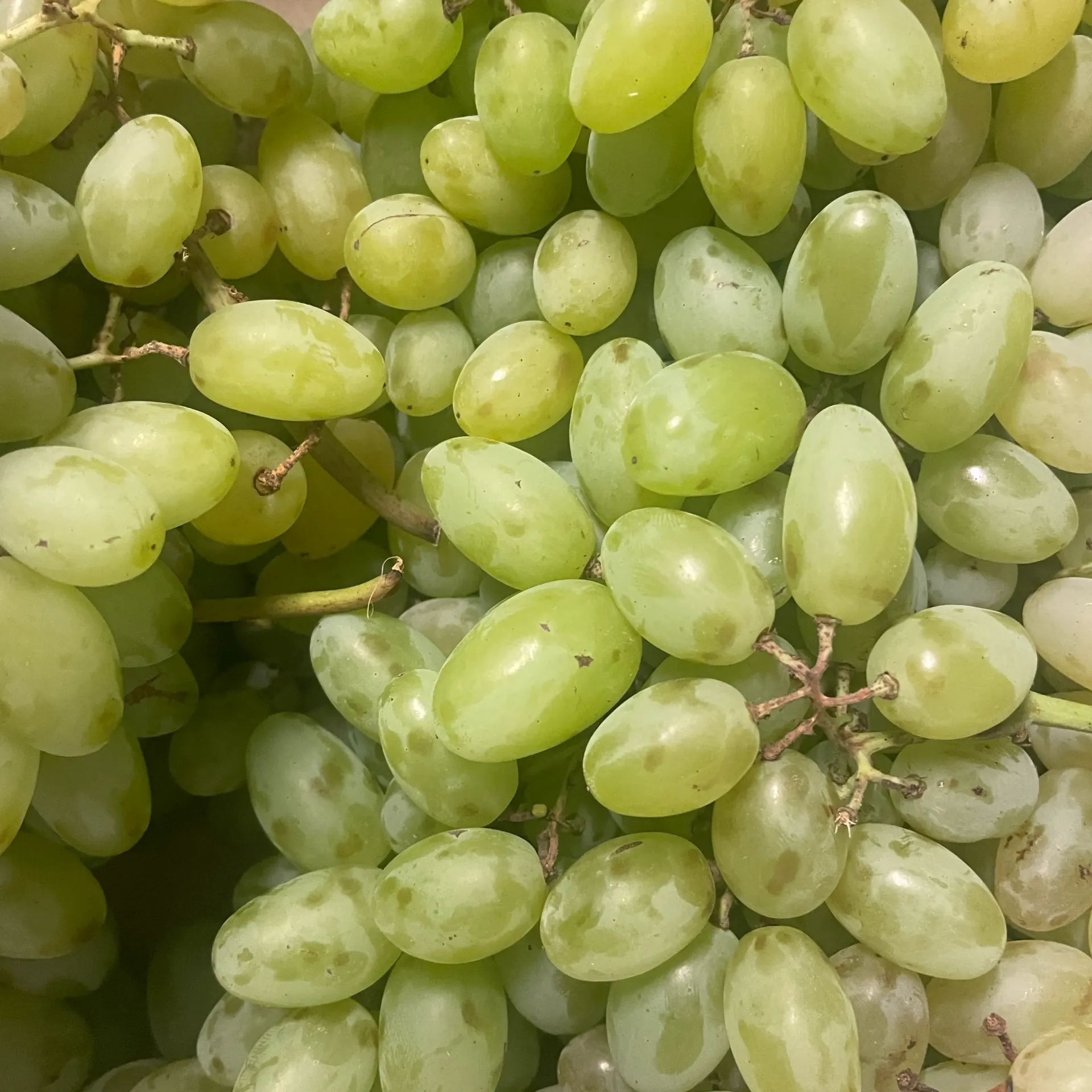RAISIN Blanc Centenial bio — Les Fruits de FaBIOla, Cavaillon