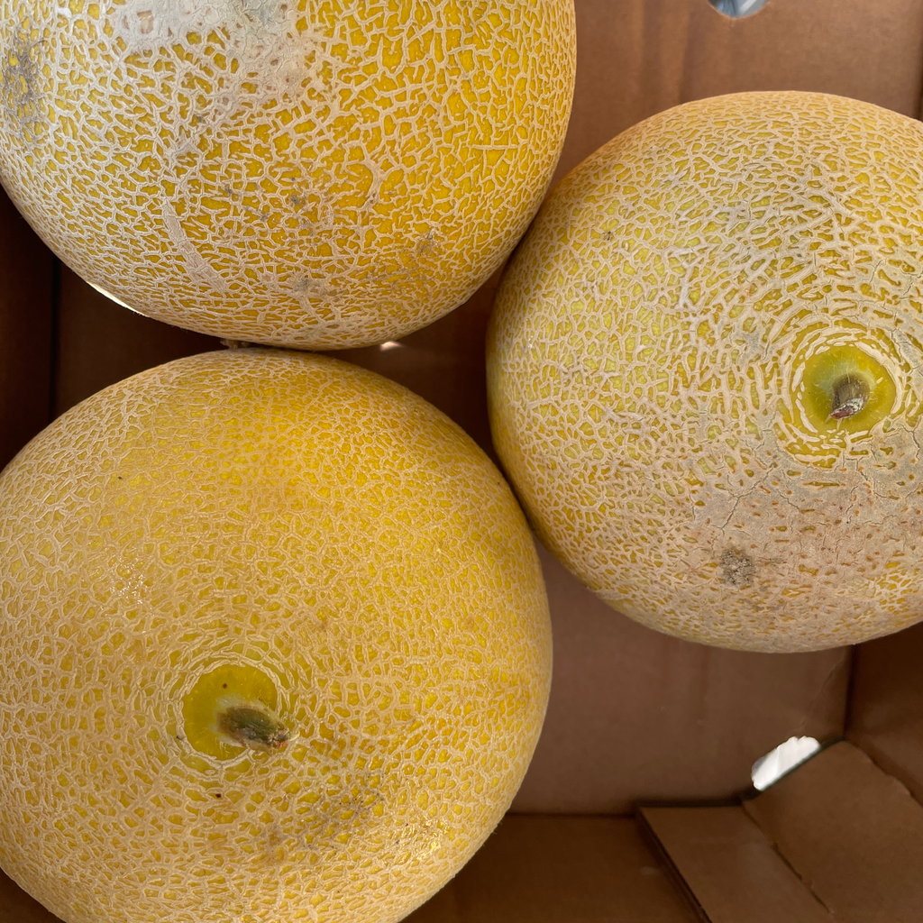 MELON "GALIA" bio — Paqui Fernandez, Espagne