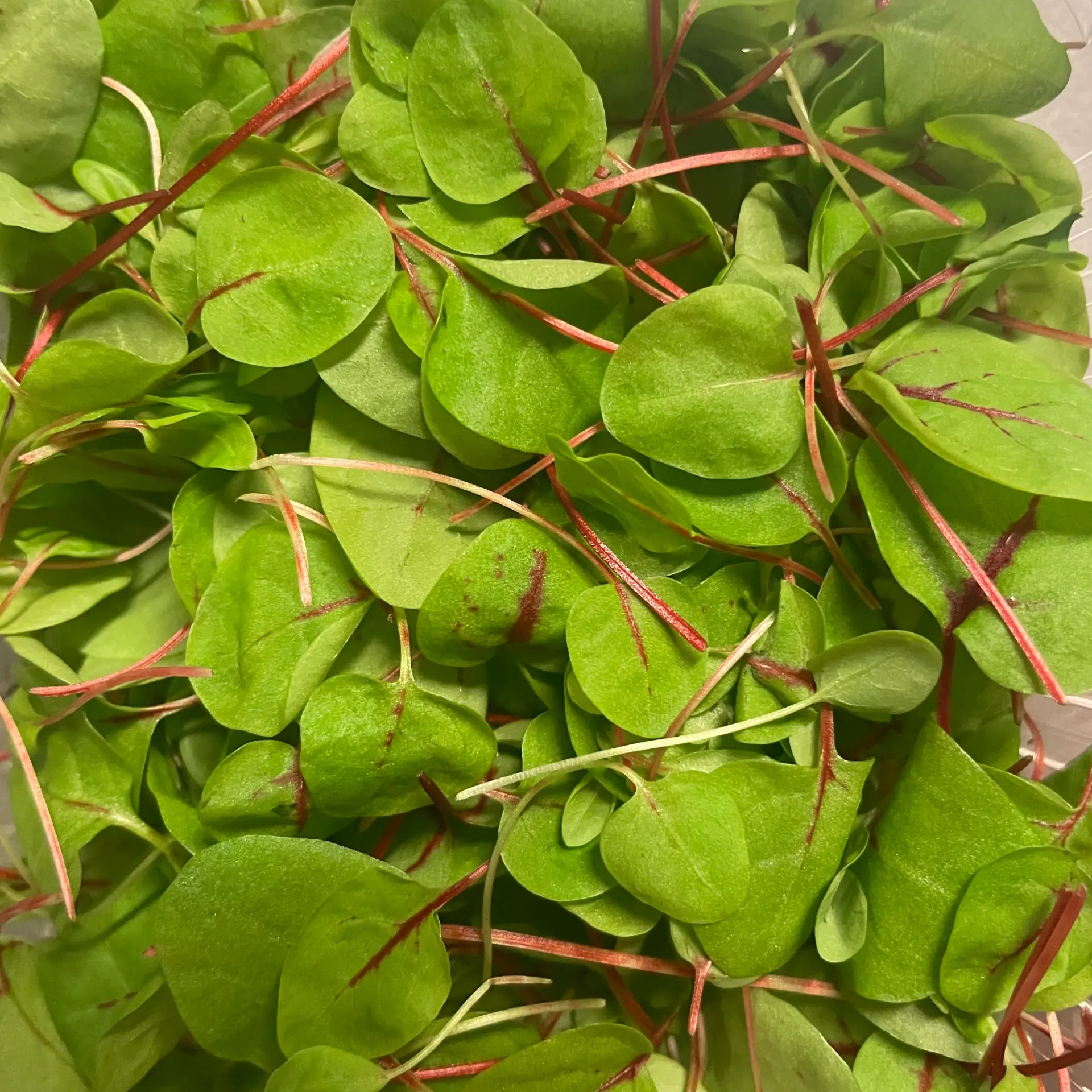 POIS Micropousse 15g — Champerché