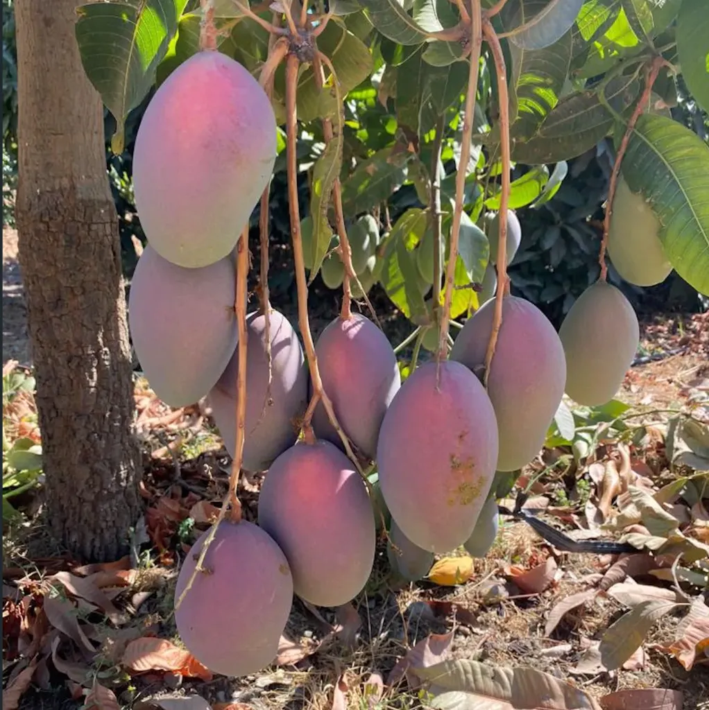 MANGUE 'TOMMY' bio — Fernando Garcia, Espagne