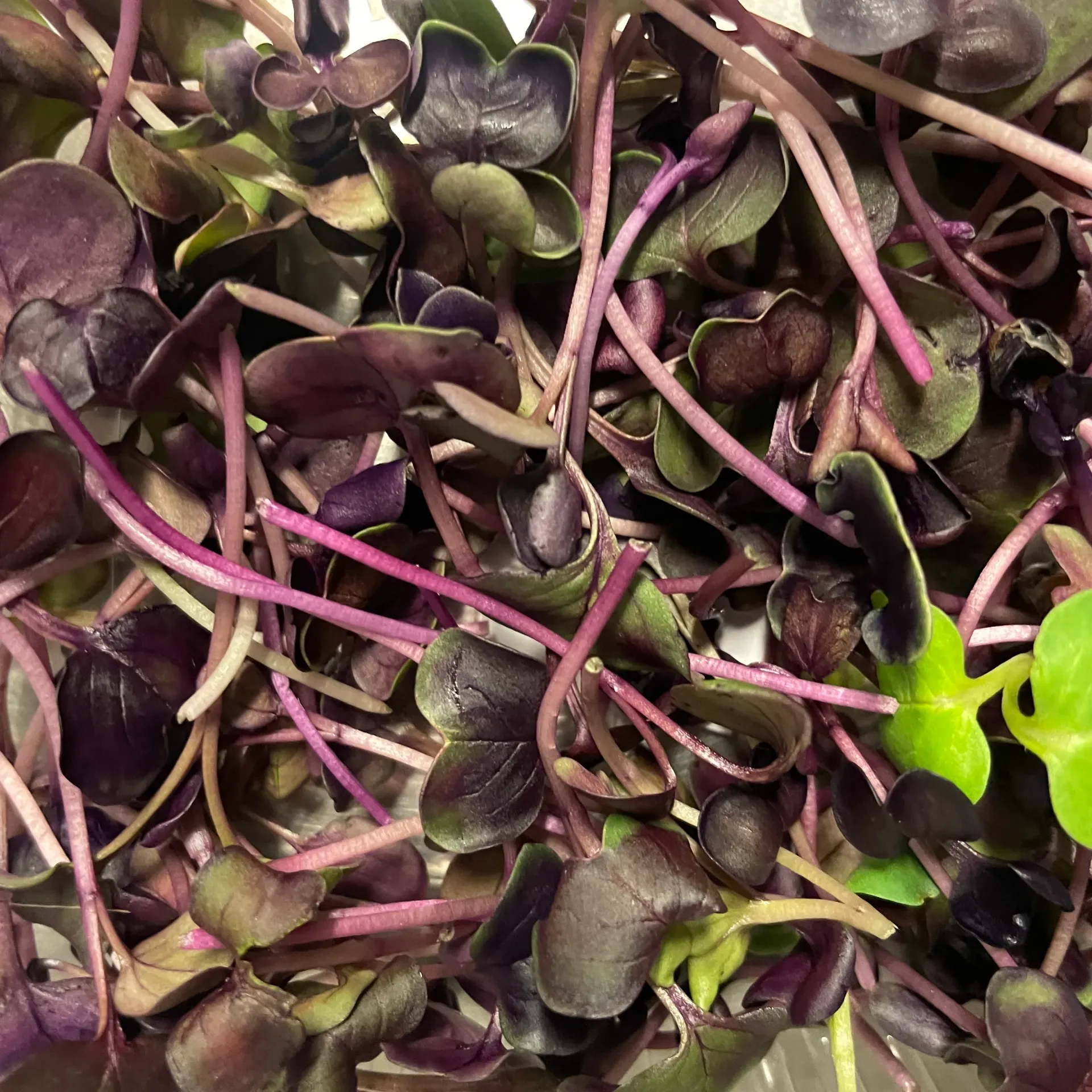 RADIS POURPRE Micropousse 15g — Champerché