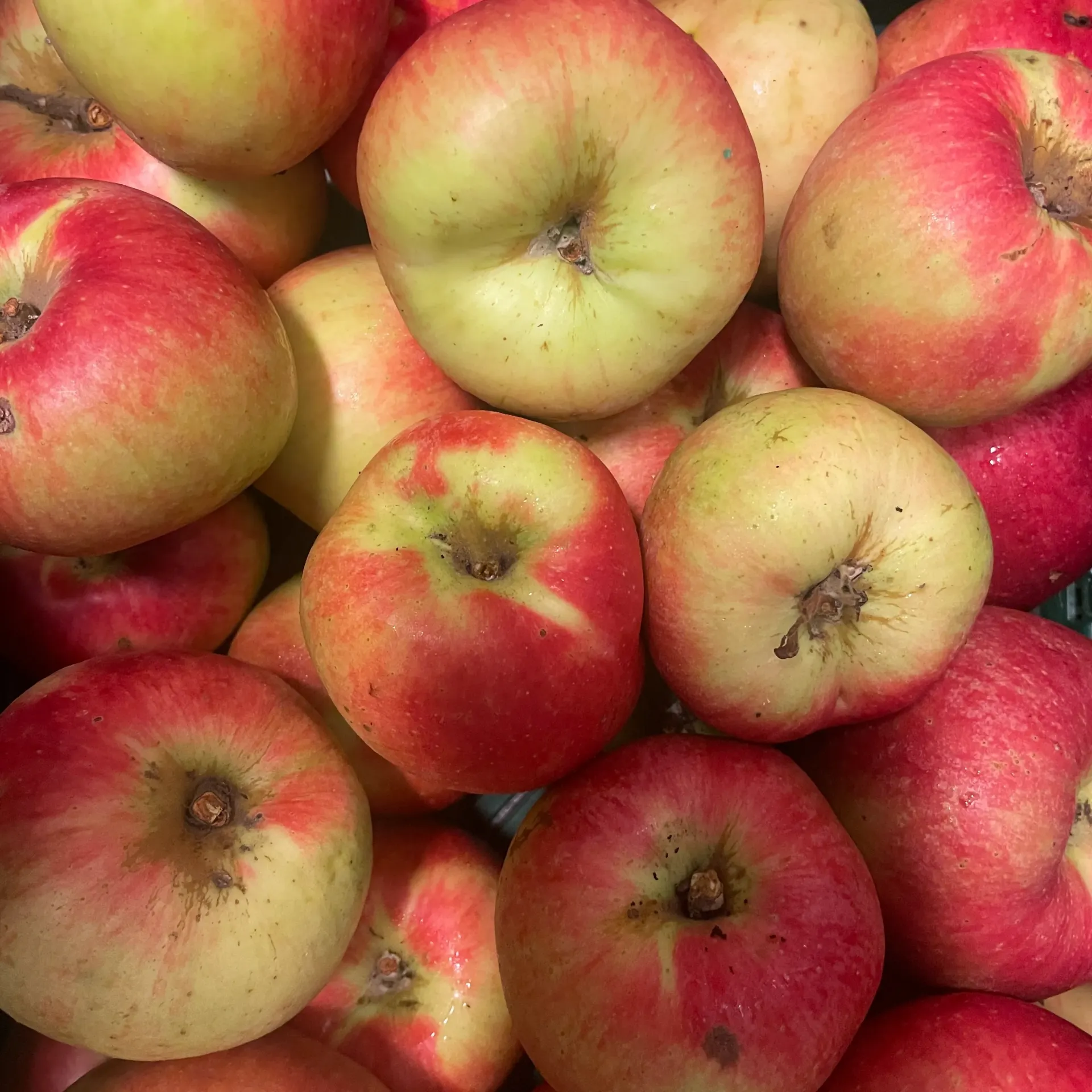 POMME RADOUX haute-tige — Koolmees