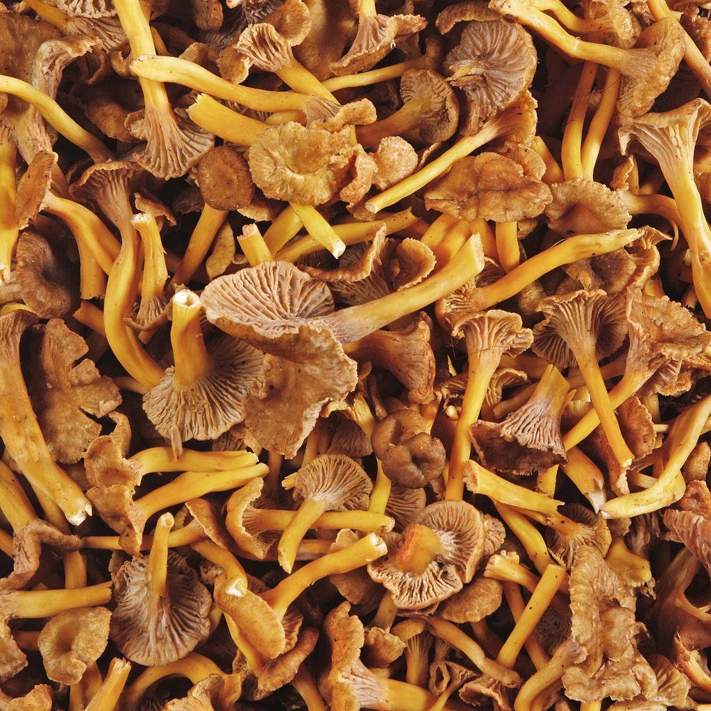 CHANTERELLE GRISE — Finlande