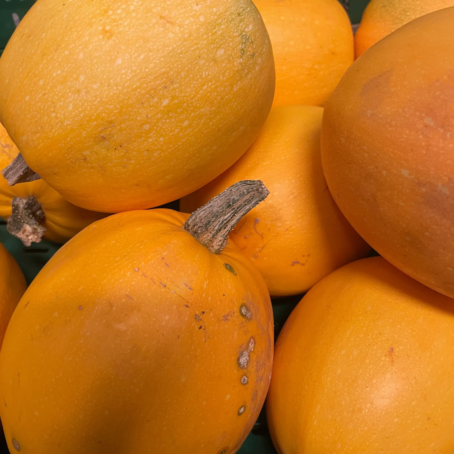 COURGE SPAGHETTI Bio — De blauwe Spie
