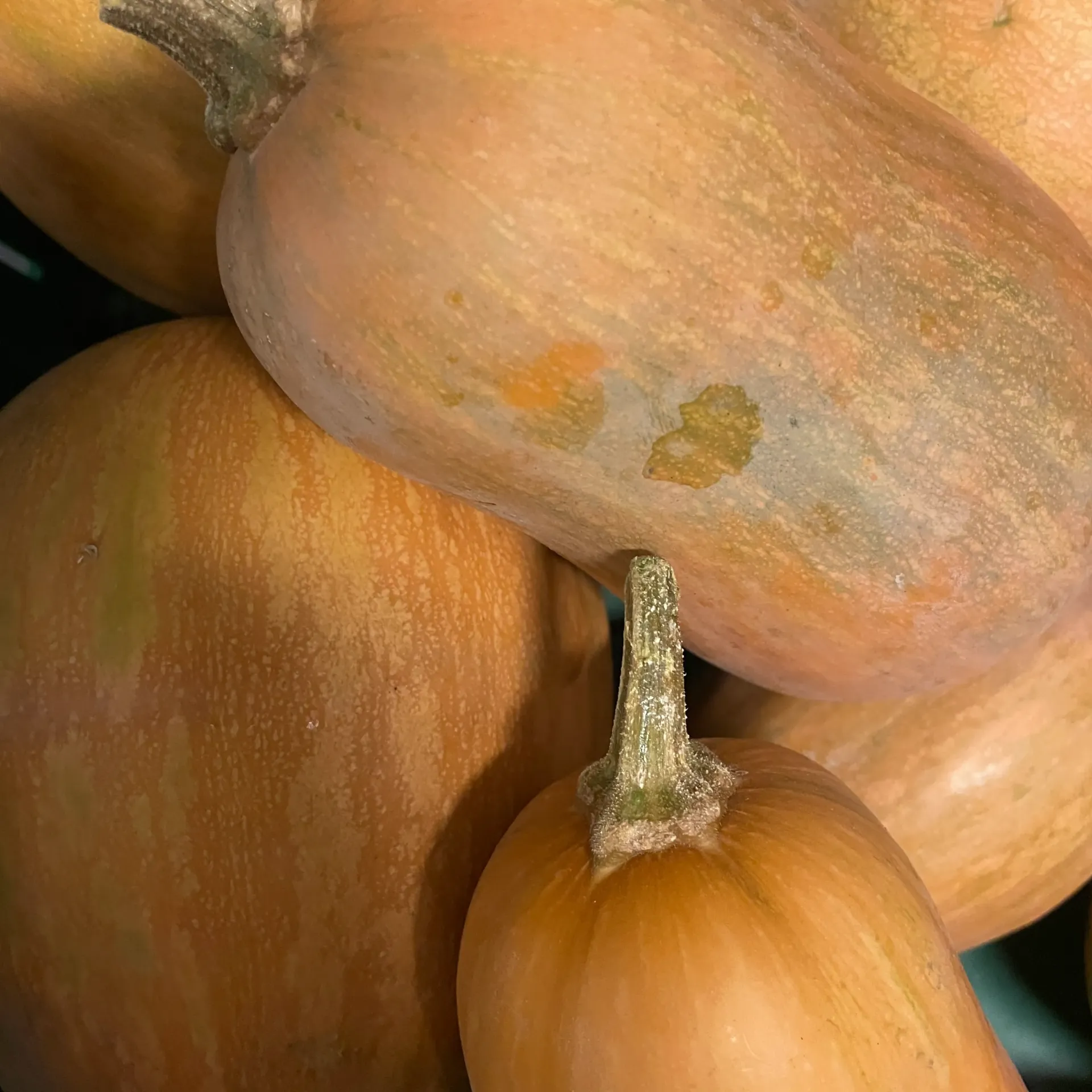 COURGE SUCRINE DU BERRY Bio — De Blauwe Spie