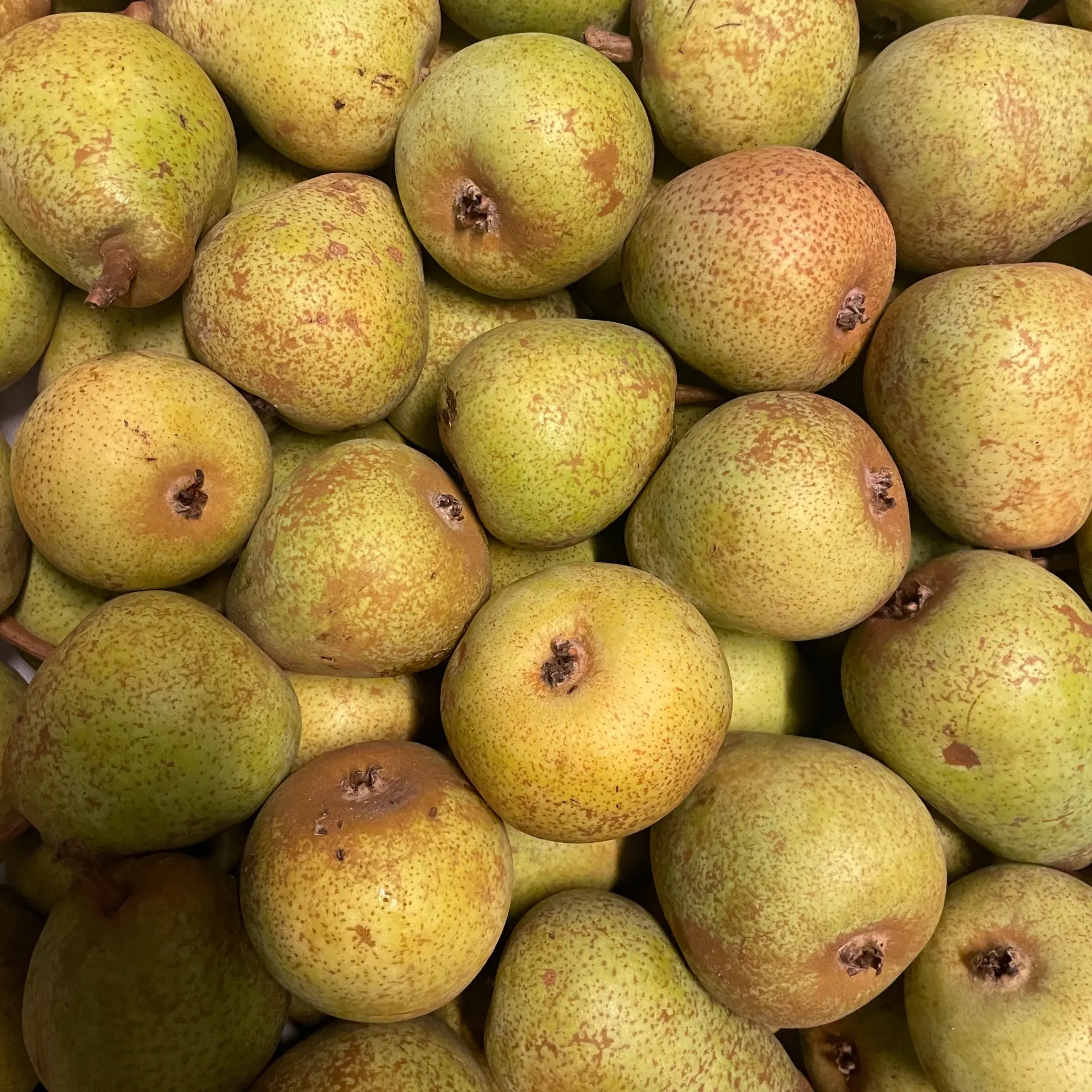 POIRE 'DUBBELE FLIP' — De Fruittuin, Houwaart