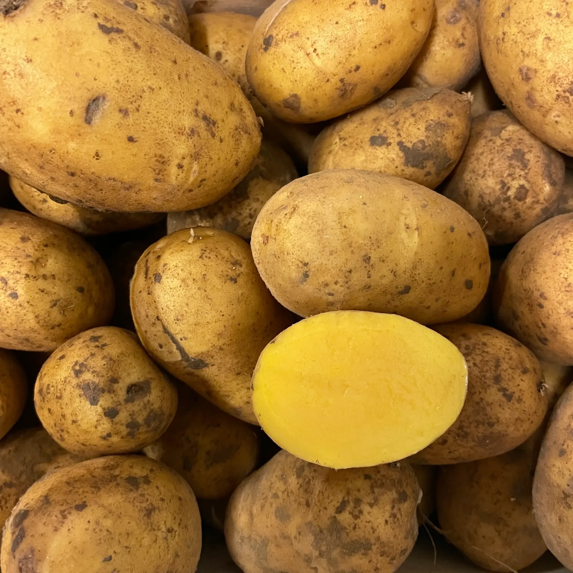 PDT Aztec Gold — Bayard