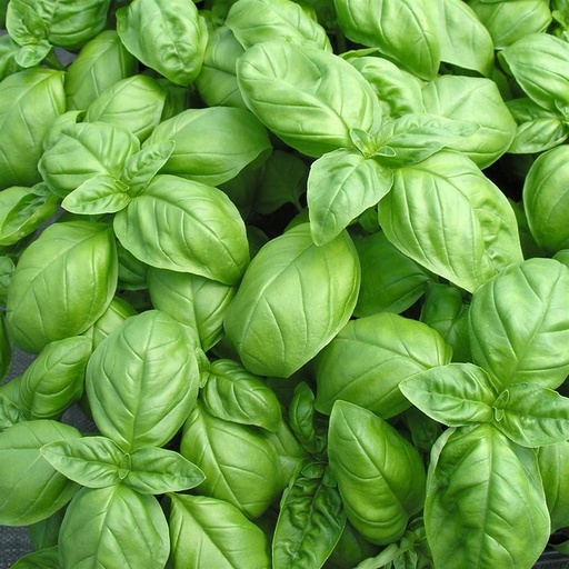 Basilic frais
