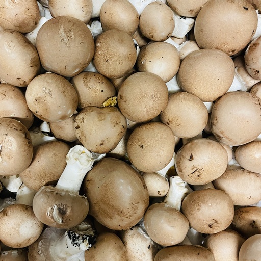 BLONDS DE PARIS — La Perrière, Crouy, Aisne